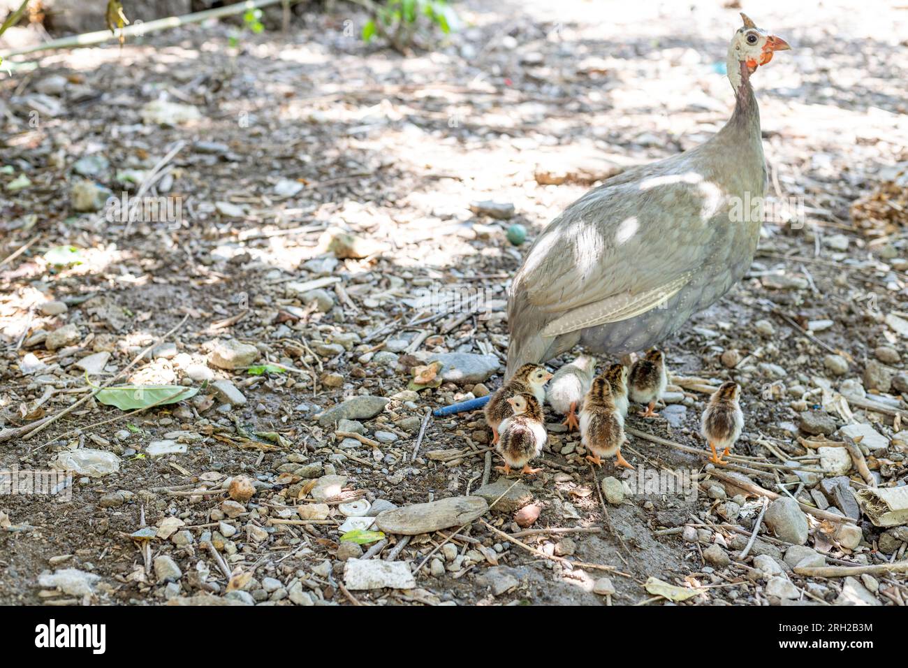 poule de guinéafowl hissée avec ses poussins nouveau-nés Banque D'Images