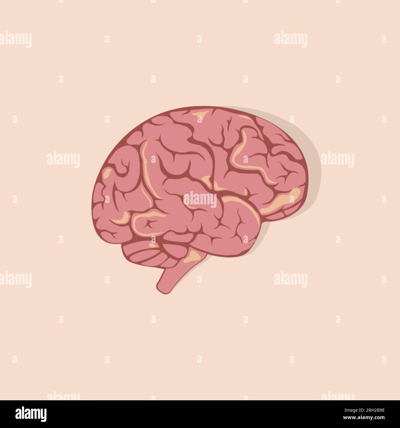 Cerveau humain coloré. Organe interne, anatomie. Fond blanc. Illustration EPS 10 de l'icône plate de dessin animé vectoriel isolé. Illustration de Vecteur