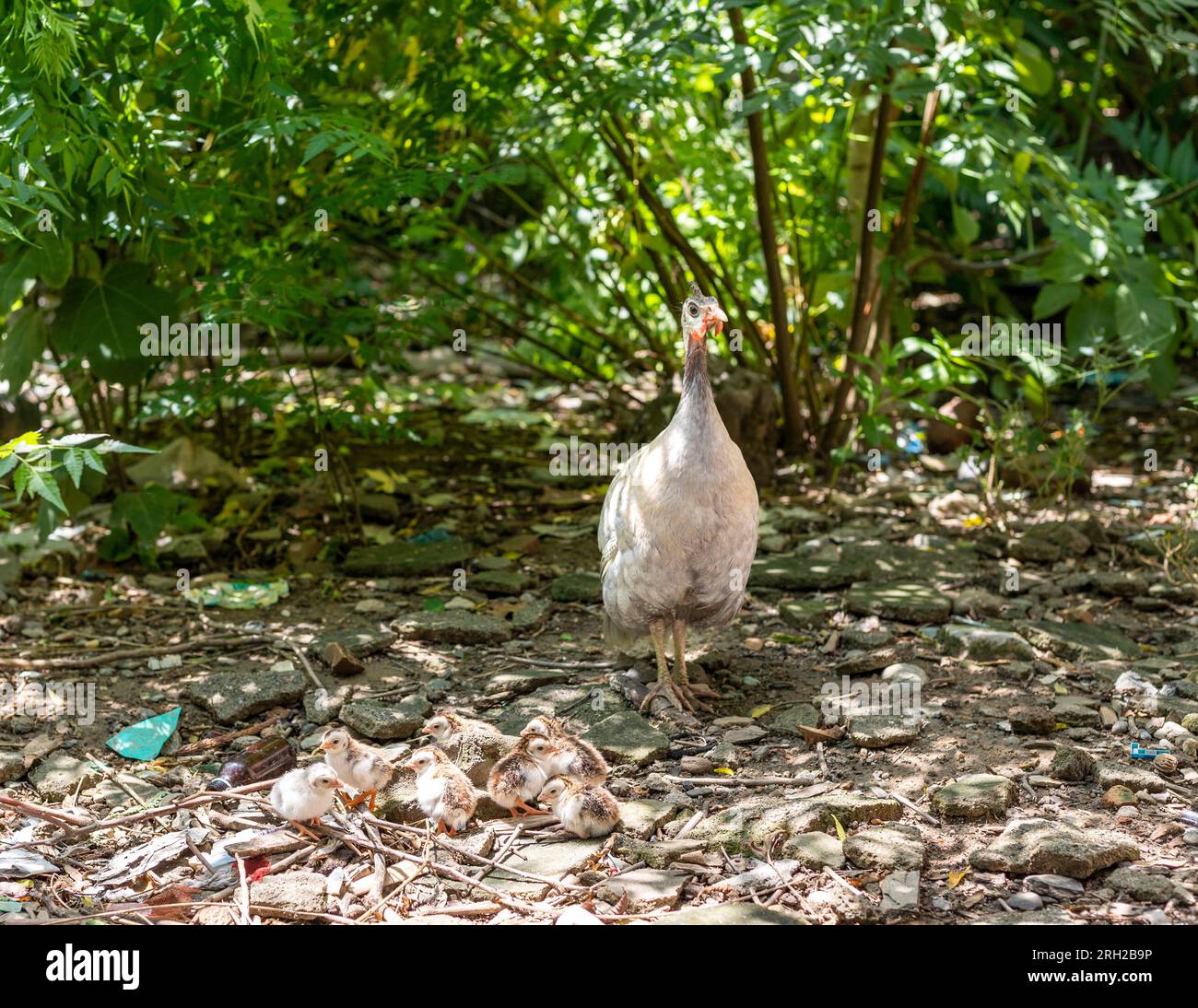 Guineafowl couvent la poule avec ses nouveaux poussins éclos dans le jardin Banque D'Images
