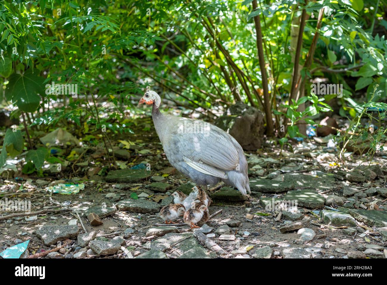 La mère argentée de la poule de pintade prend soin de ses poussins nouveau-nés du premier jour Banque D'Images