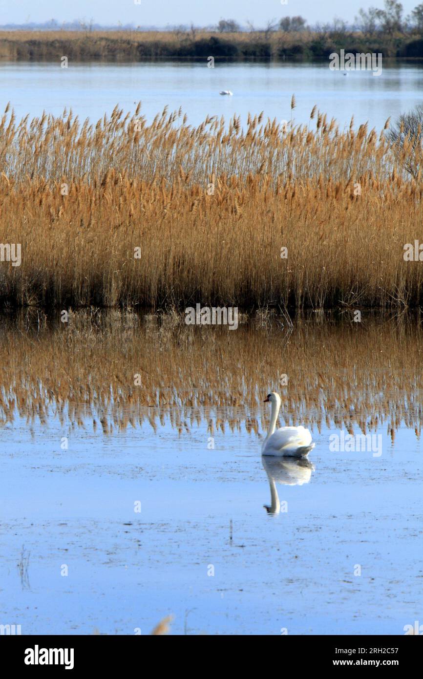 Cygne sur un étang, Parc ornithologique du Pont de Gau, Parc naturel régional de Camargue. Bouches-du-Rhône, France Banque D'Images