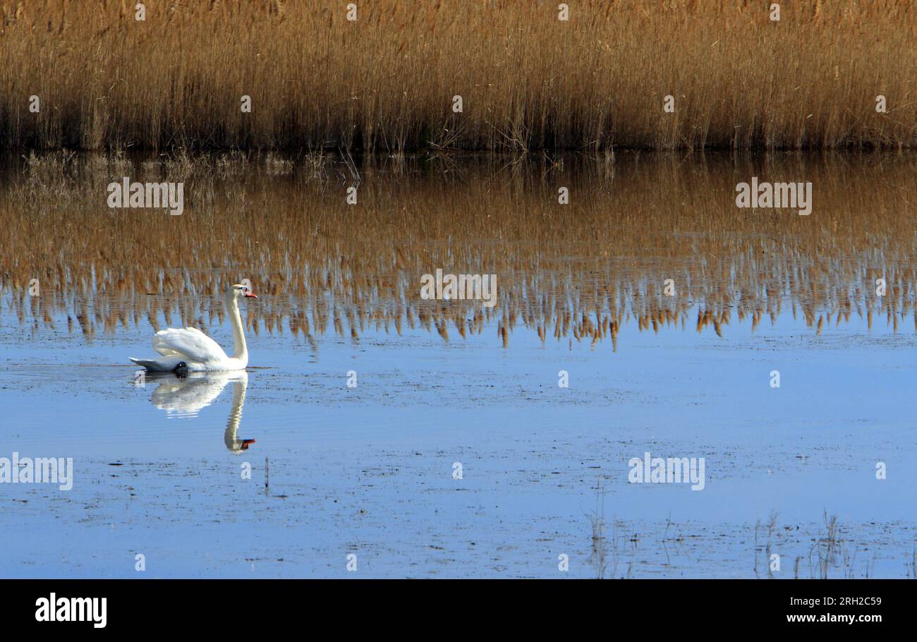 Cygne sur un étang, Parc ornithologique du Pont de Gau, Parc naturel régional de Camargue. Bouches-du-Rhône, France Banque D'Images