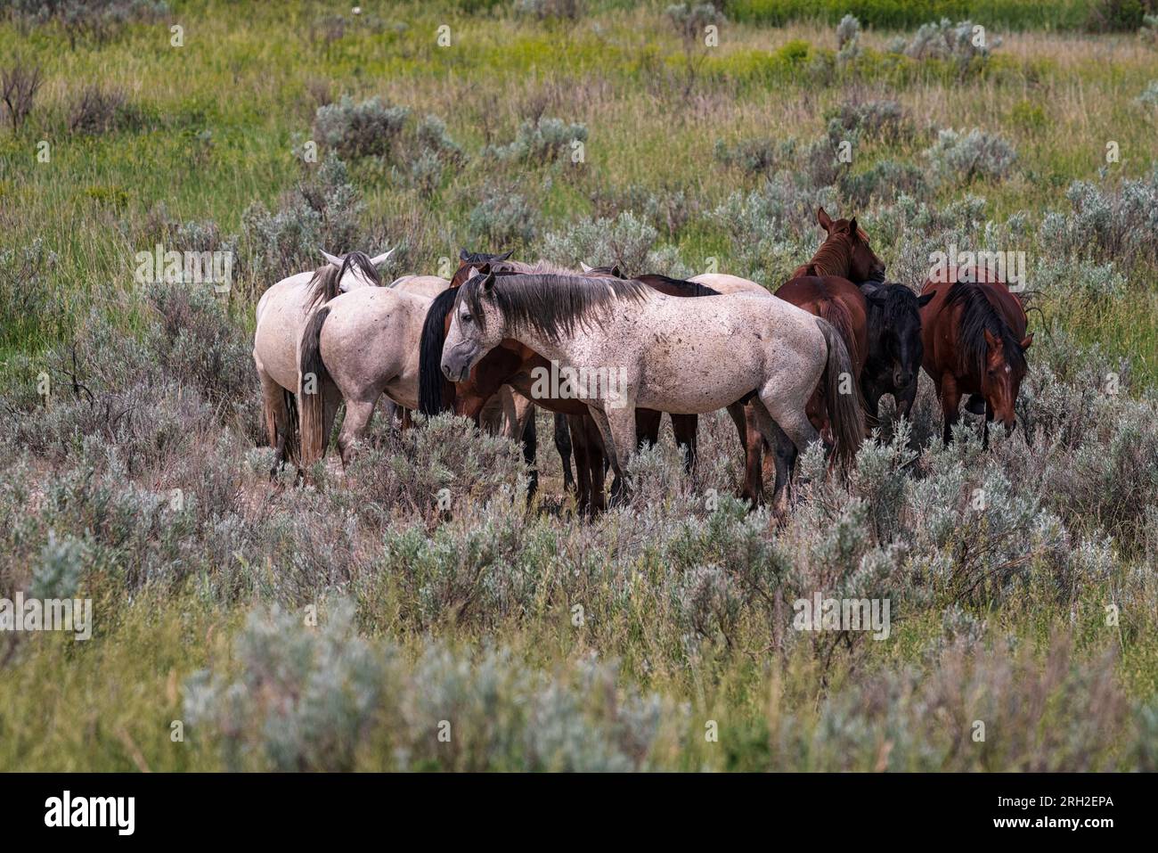 Les chevaux sauvages (Equus fetus caballus) se rassemblent devant un front de tempête qui approche dans le parc national Theodore Roosevelt Banque D'Images