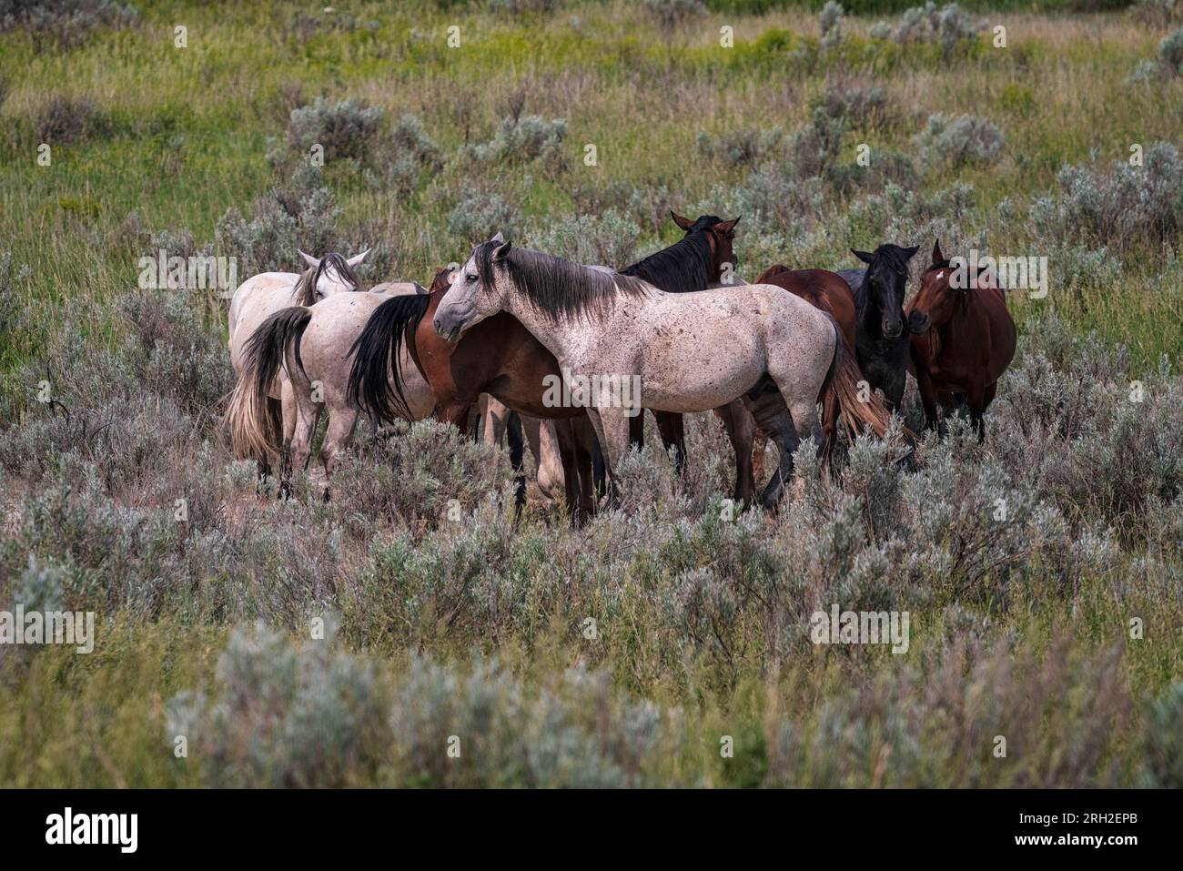 Les chevaux sauvages (Equus fetus caballus) se rassemblent devant un front de tempête qui approche dans le parc national Theodore Roosevelt Banque D'Images