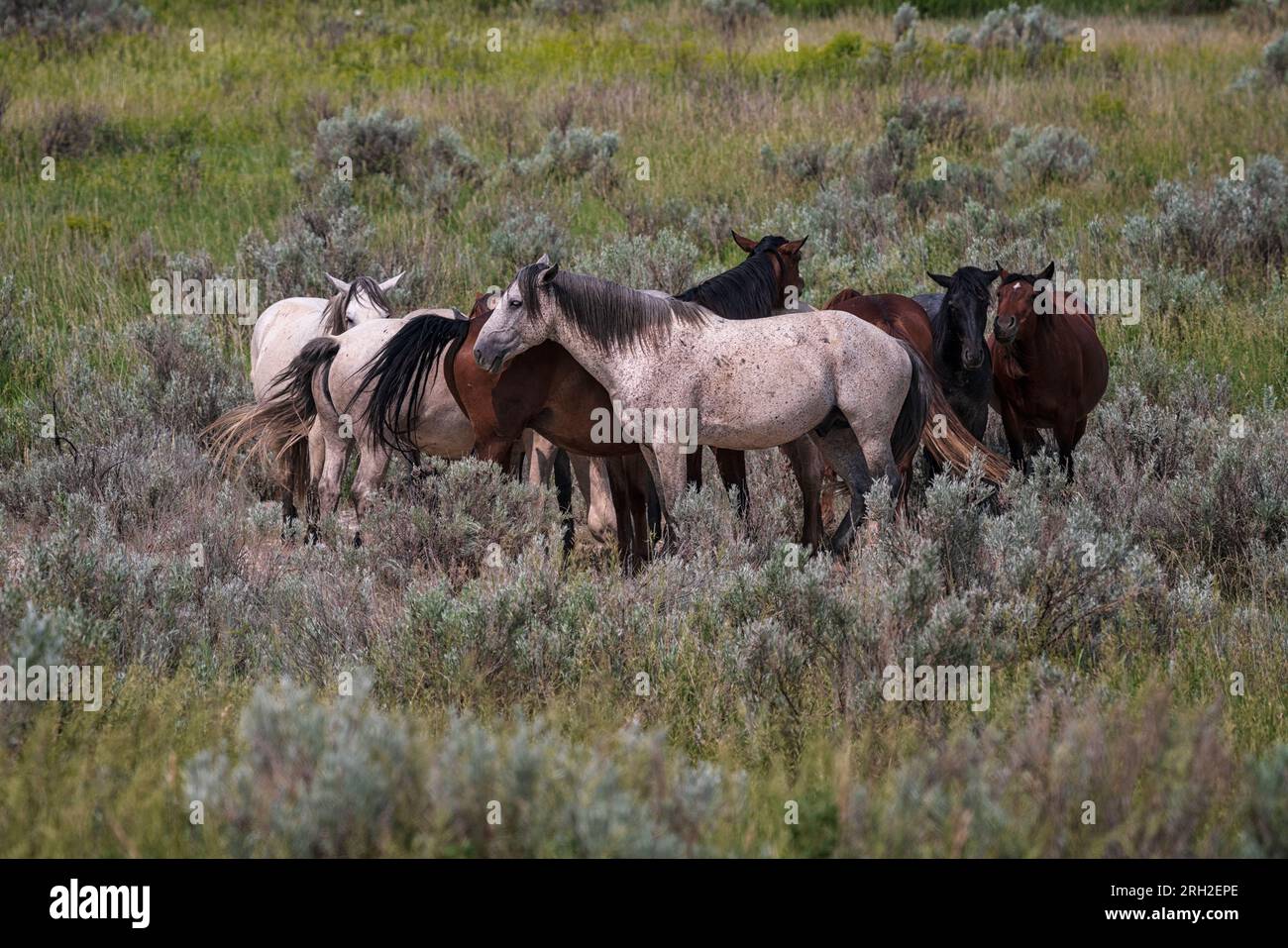 Les chevaux sauvages (Equus fetus caballus) se rassemblent devant un front de tempête qui approche dans le parc national Theodore Roosevelt Banque D'Images