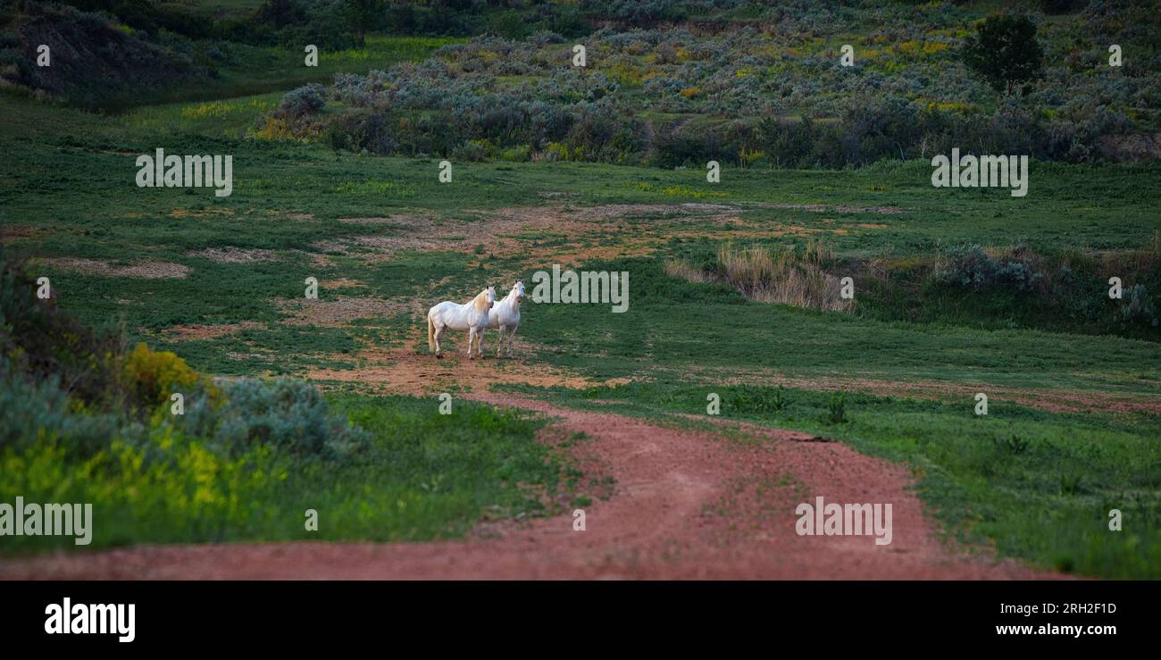 Une paire de chevaux blancs dans le parc national Theodore Roosevelt près de Medora, Dakota du Nord Banque D'Images