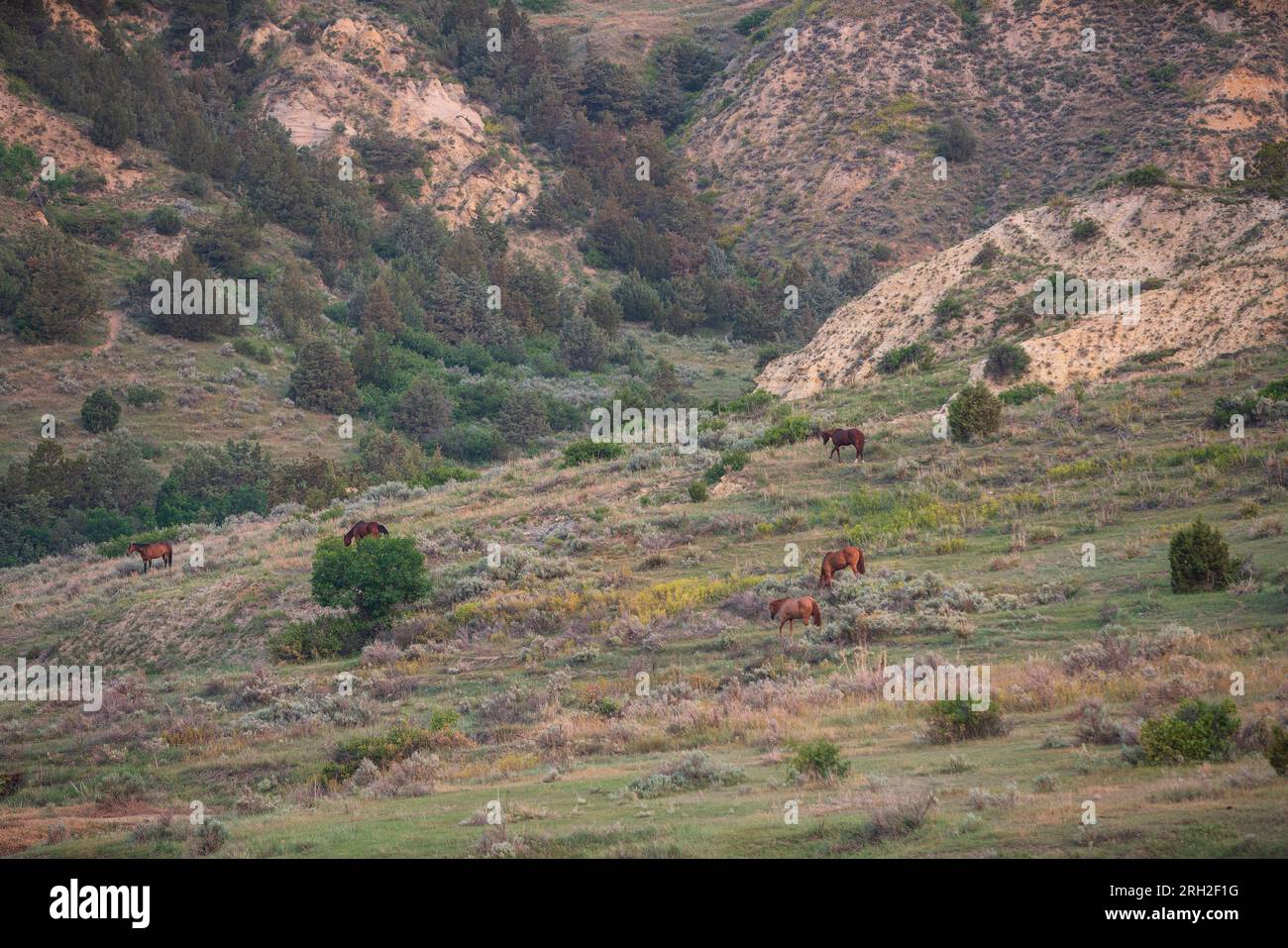 Chevaux sauvages (Equus fetus caballus) dans le parc national Theodore Roosevelt près de Medora, Dakota du Nord Banque D'Images