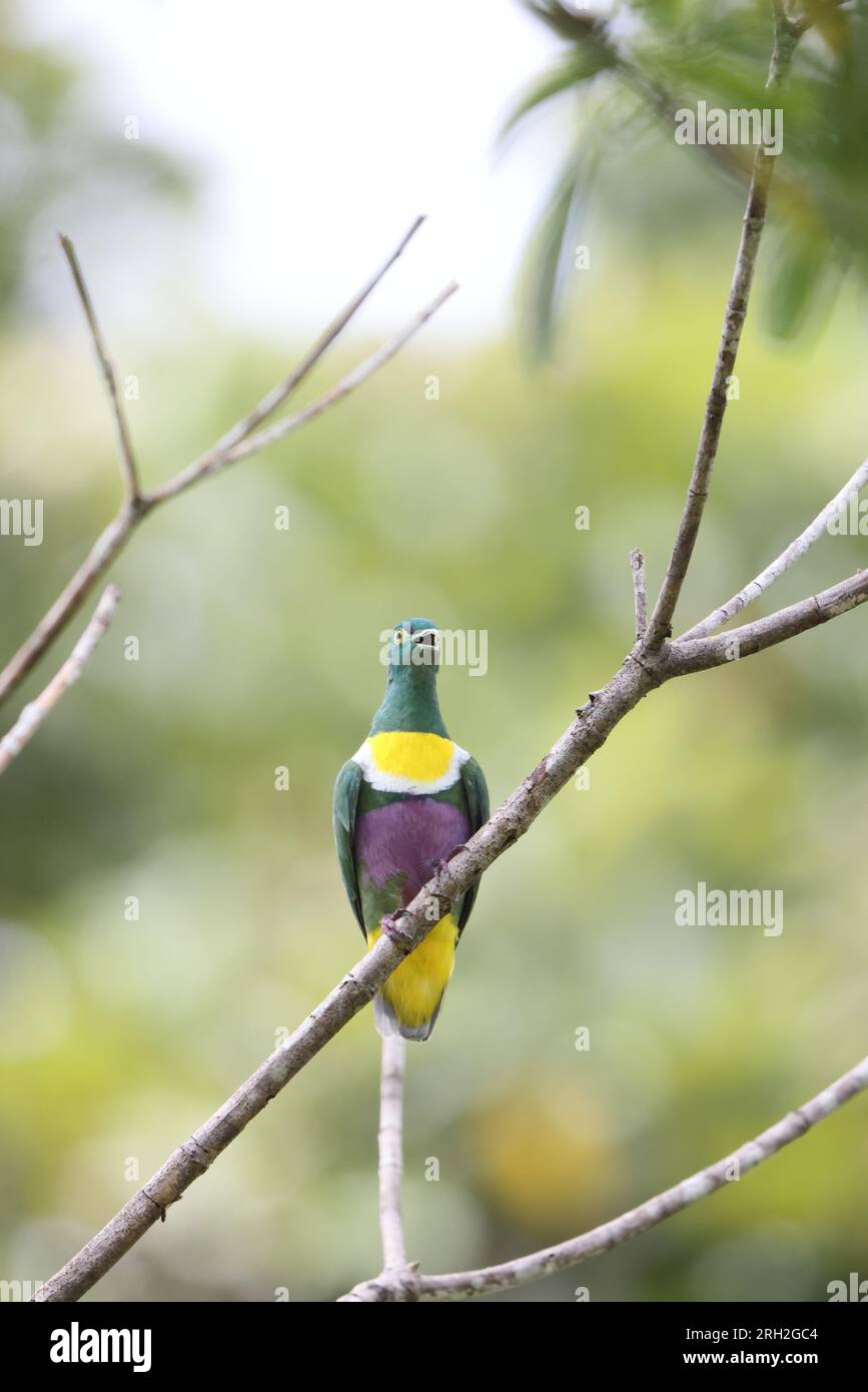 Geelvink (Ptilinopus speciosus) est une espèce d'oiseau de la famille des Columbidae. Cette photo a été prise sur l'île de Biak. Banque D'Images