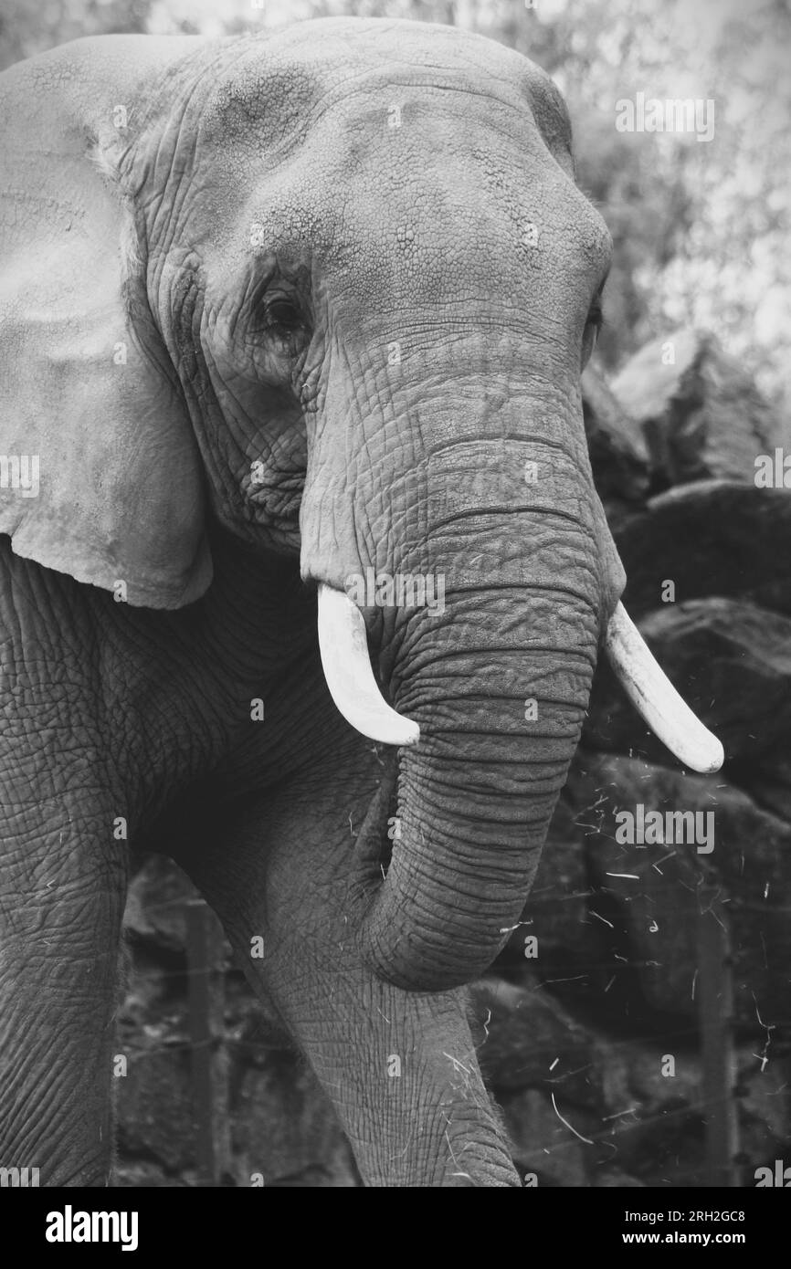 Éléphant d'Afrique Noir et blanc au zoo de Colchester Banque D'Images