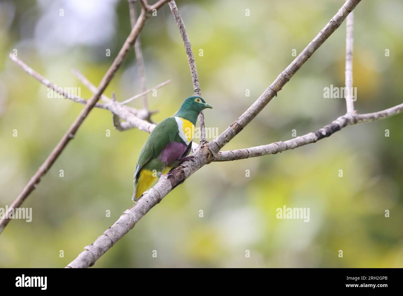 Geelvink (Ptilinopus speciosus) est une espèce d'oiseau de la famille des Columbidae. Cette photo a été prise sur l'île de Biak. Banque D'Images