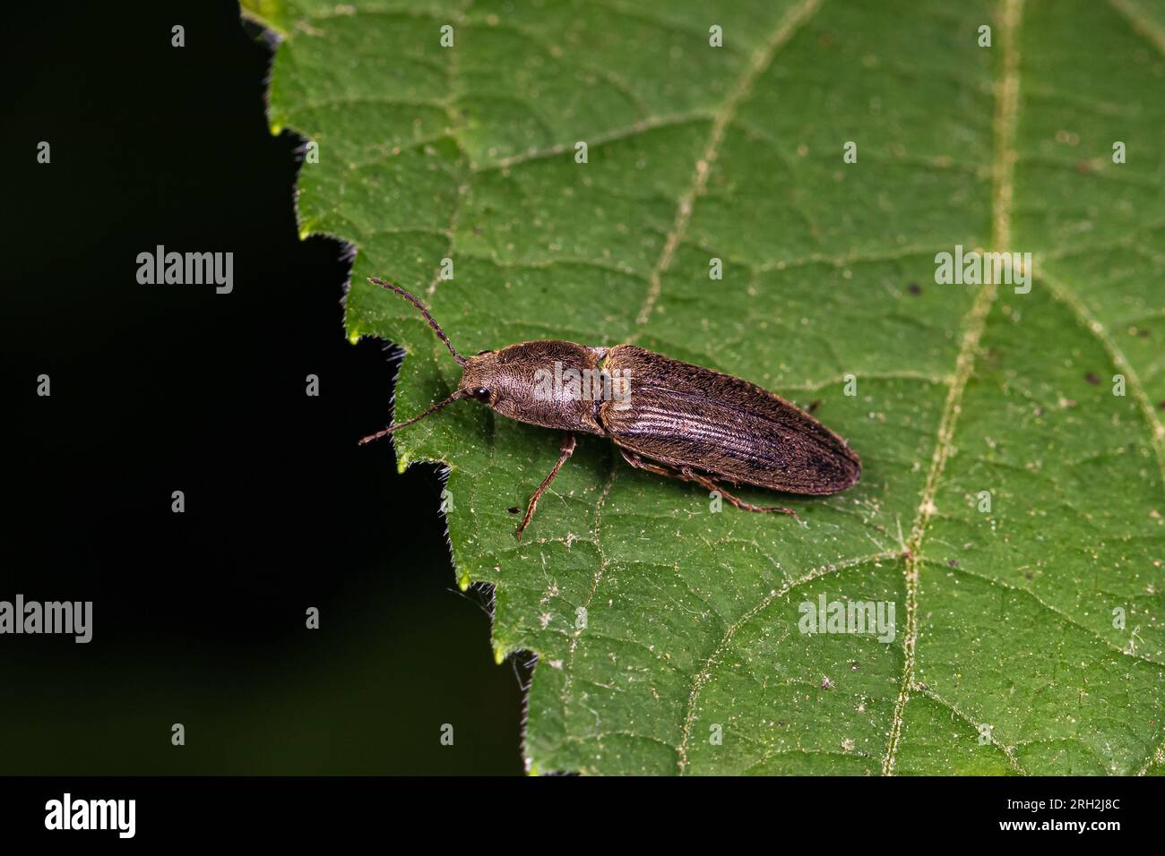 Cliquez sur le coléoptère sur la feuille de la plante. Protection des insectes et de la faune, agriculture et concept de ravageurs de jardin. Banque D'Images