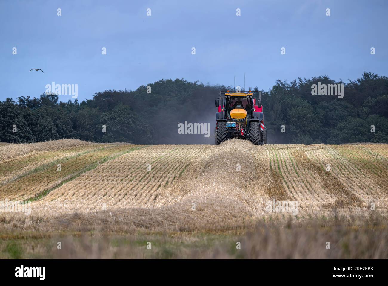 Action agricole de mise en balles de paille sur une ferme arable de North Norfolk. Kettlestone, Fakenham, Norfolk. Banque D'Images