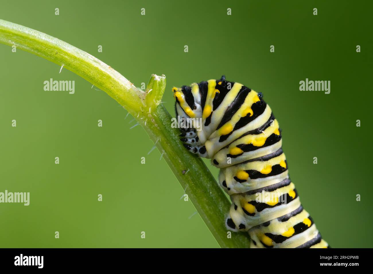 Papilio polyxènes, chenille à queue d'aronde noire (orientale), chenille à queue d'aronde américaine ou chenille à queue d'aronde de panais Banque D'Images