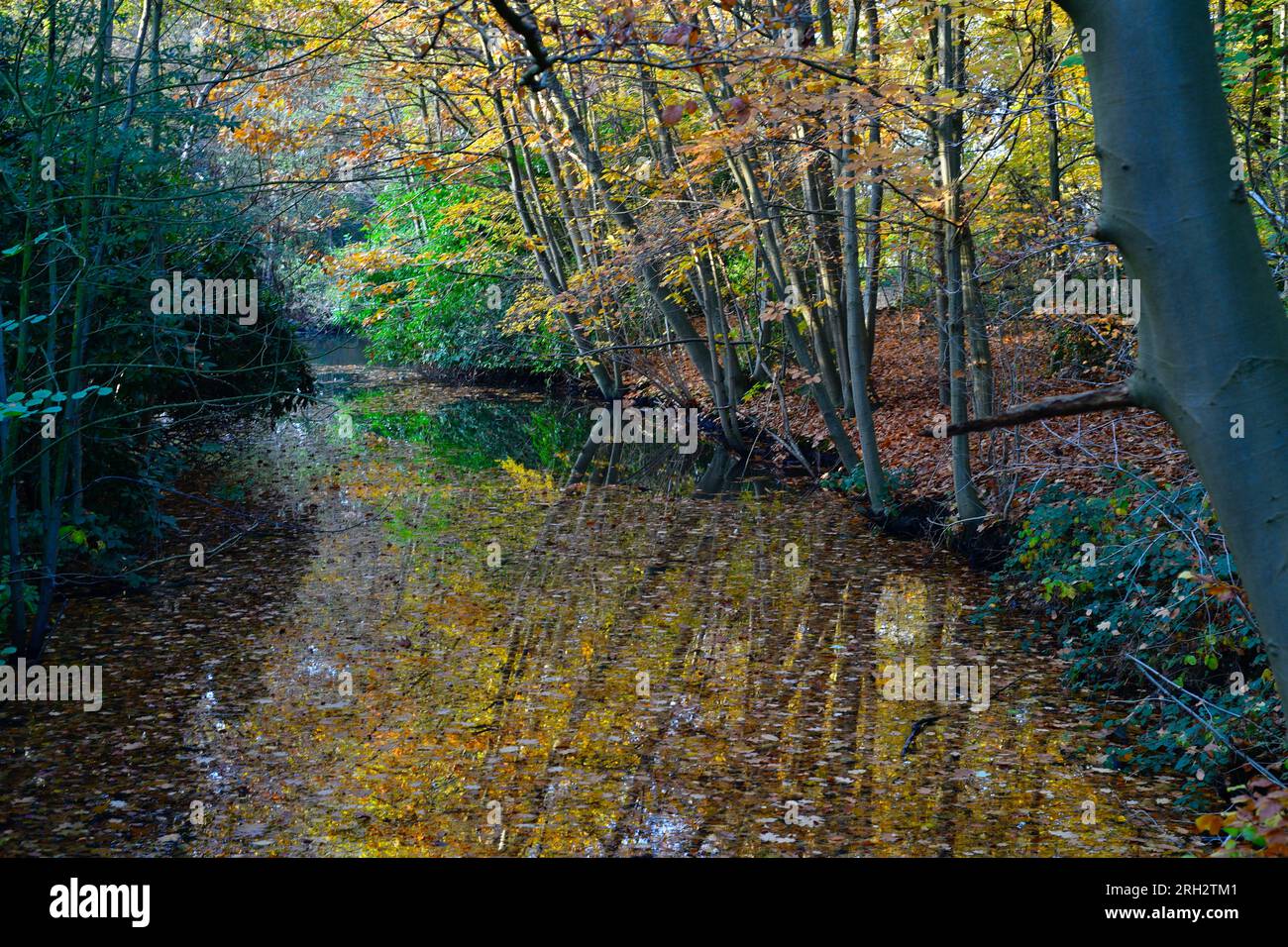 Les arbres aux couleurs d'automne se reflètent dans l'eau d'un ruisseau Banque D'Images