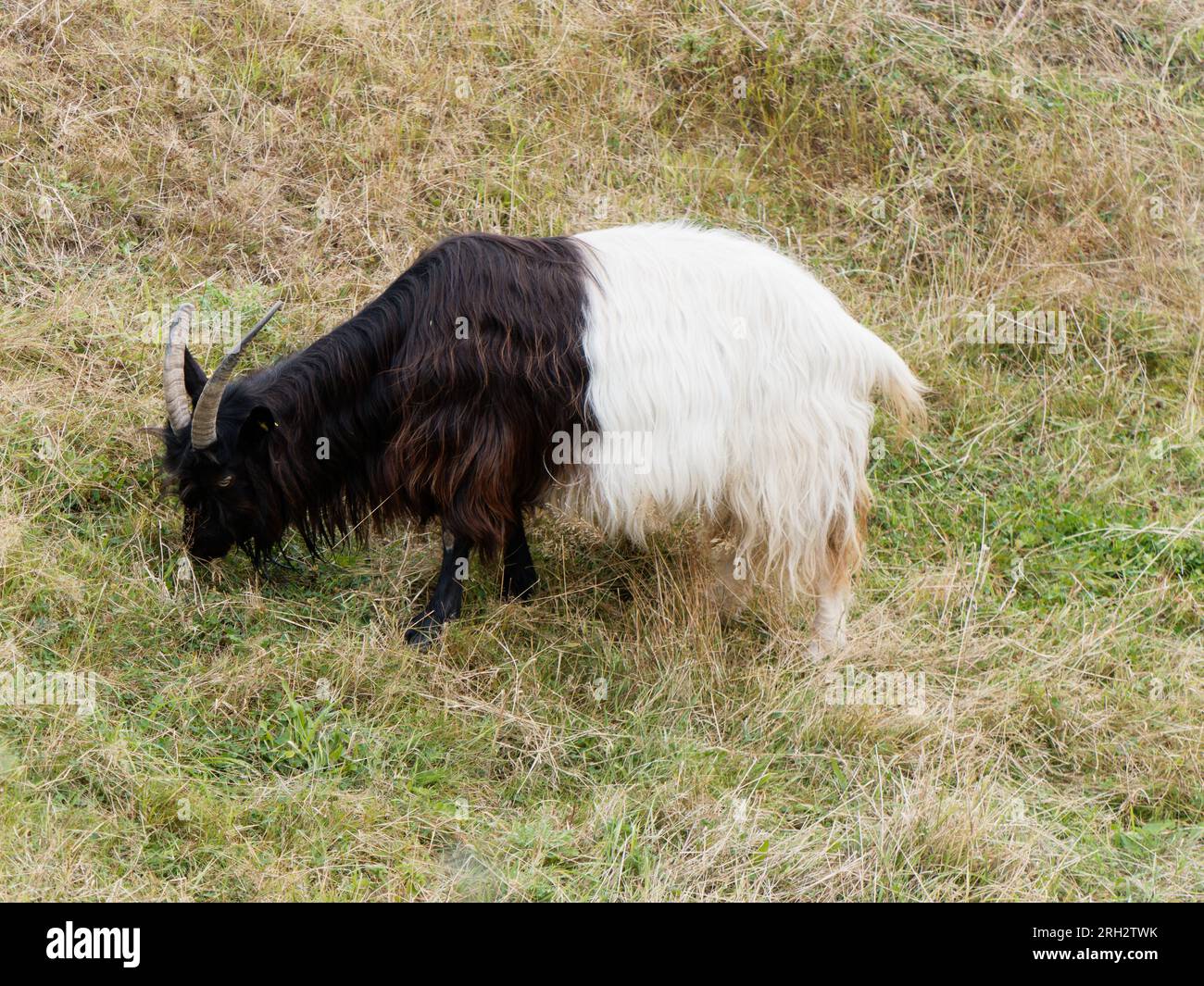 Une chèvre à cou noir du Valais broute dans une prairie. Noir et blanc. Banque D'Images