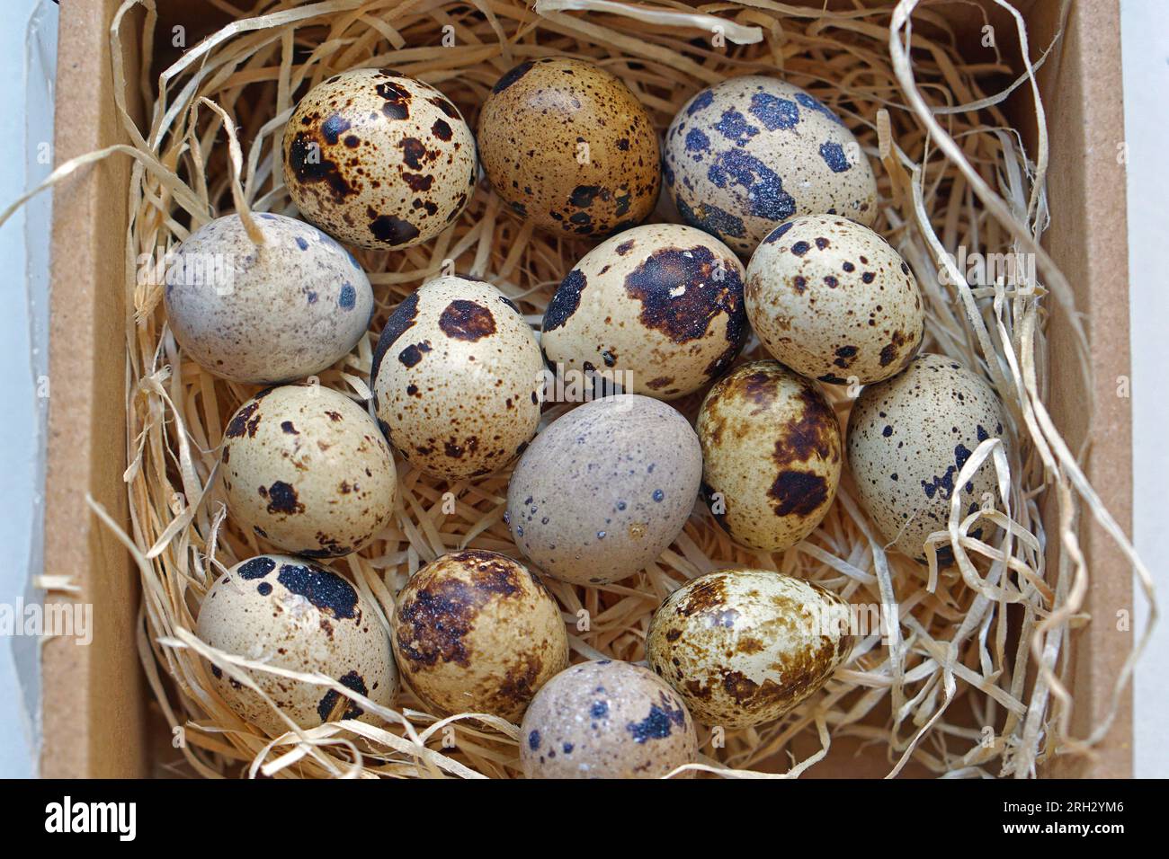 Oeufs colorés d'oiseau de caille japonaise dans le nid Banque D'Images