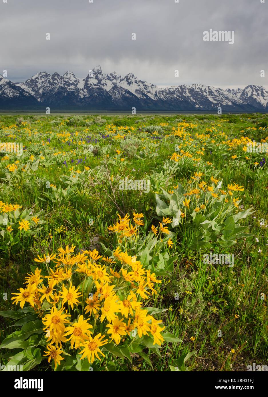 Balsamorhiza sagittata (Arrowleaf Balsamroot) en fleur un matin pluvieux au début de l'été. Parc national de Grand Teton, Wyoming, États-Unis. Banque D'Images