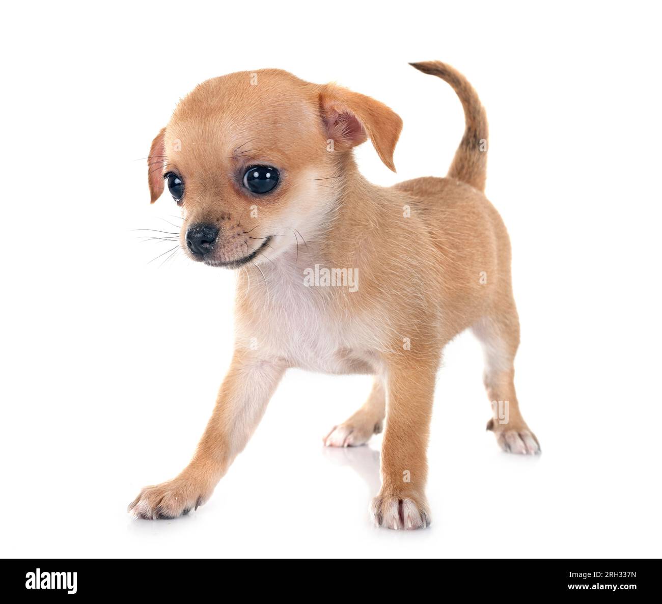 Peu chihuahua in front of white background Banque D'Images