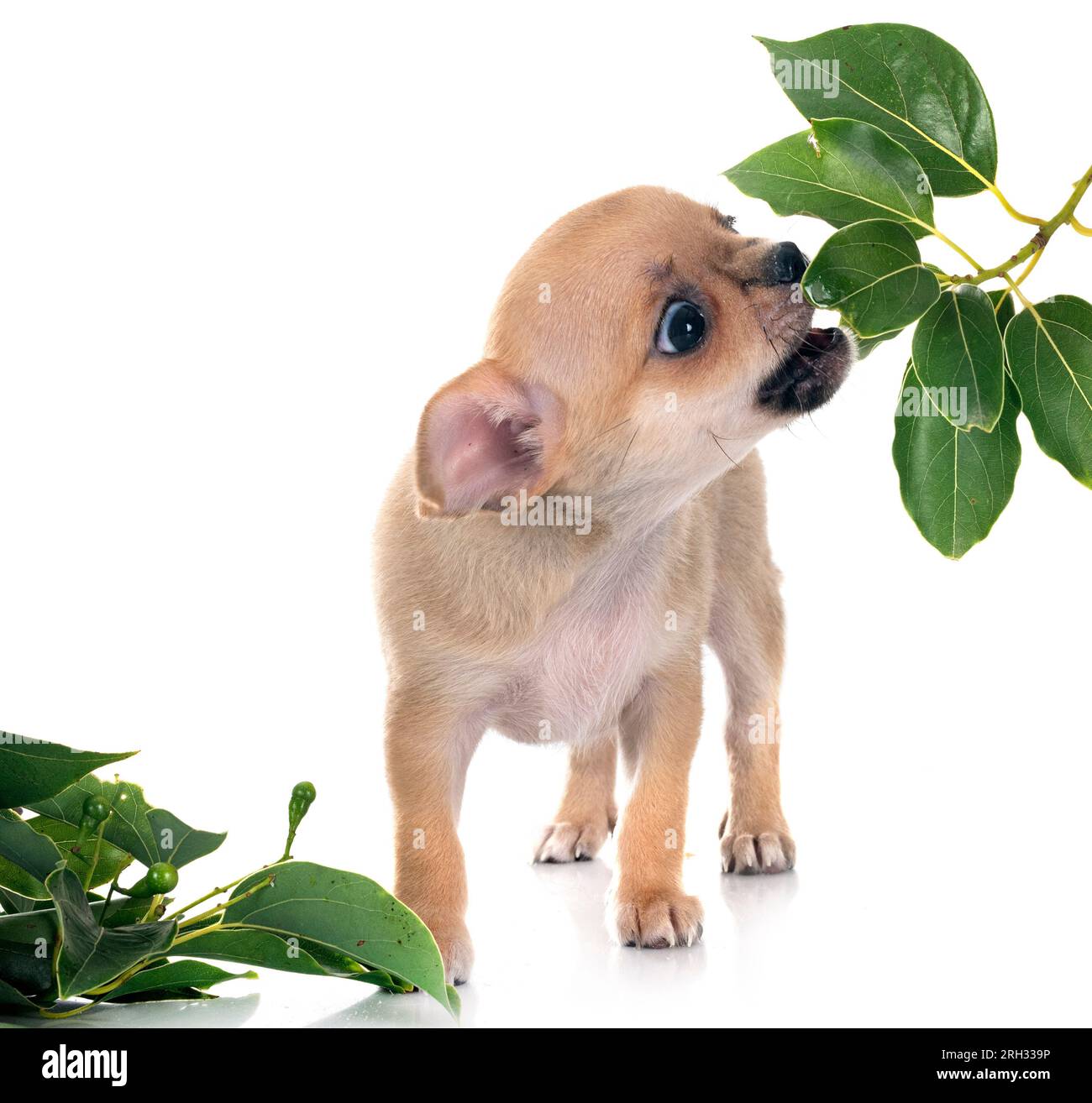 Peu chihuahua in front of white background Banque D'Images