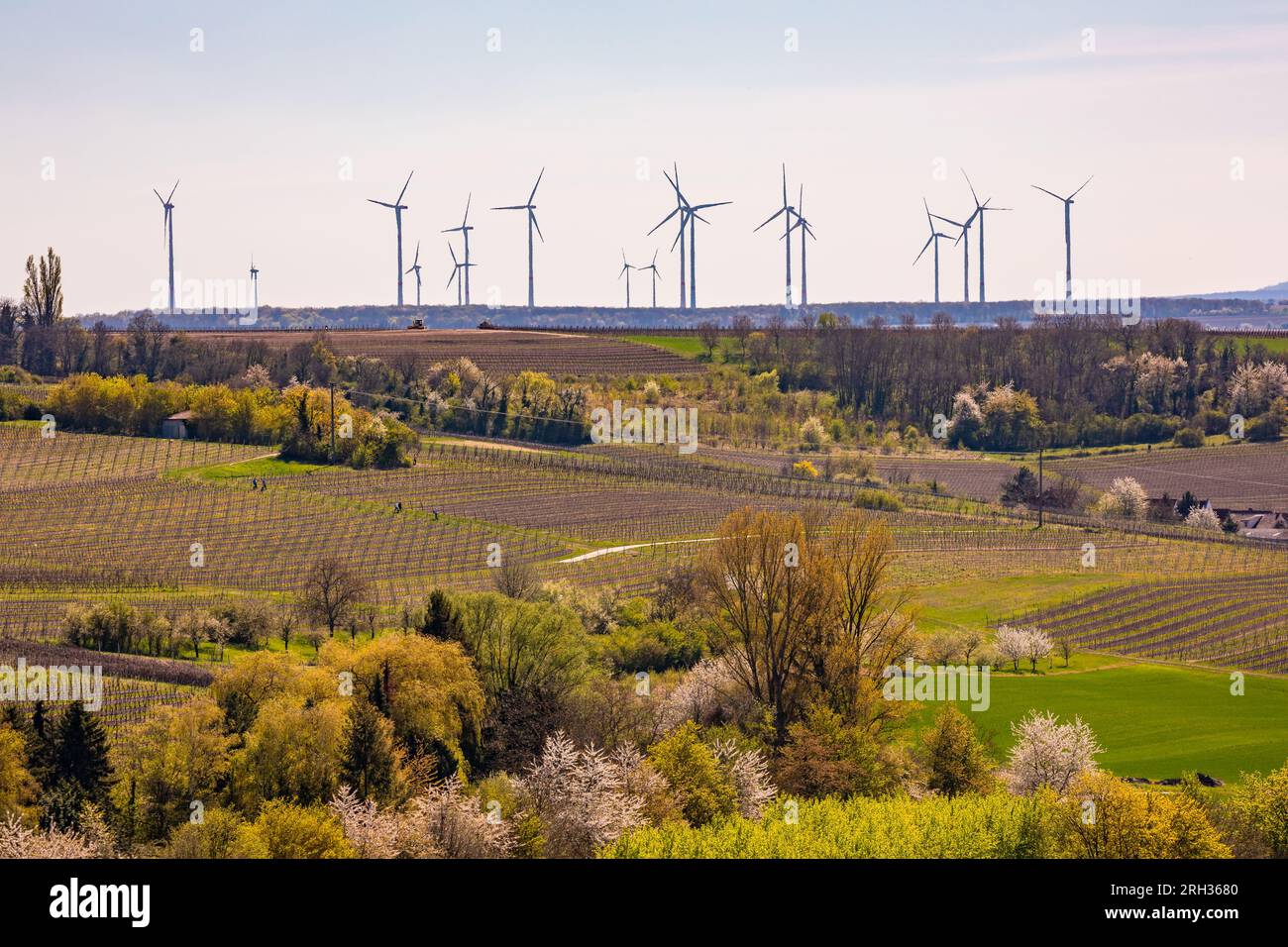 Champs ruraux et arbres devant un parc éolien avec de nombreuses éoliennes pour la transition énergétique, Rhénanie-Palatinat, Allemagne Banque D'Images