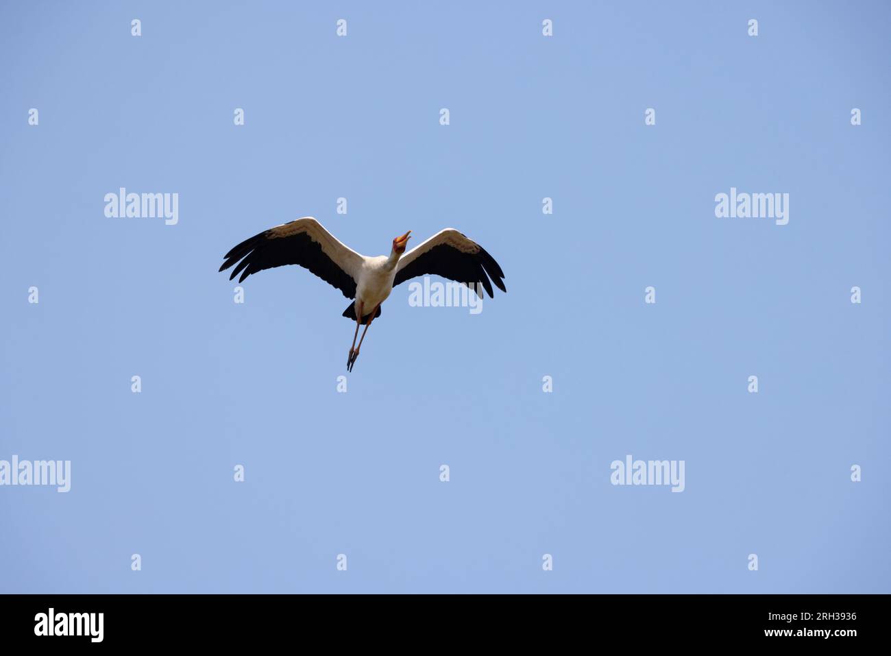Cigogne à bec jaune Mycteria ibis, adulte en vol, zone humide de Kartong, Gambie, février Banque D'Images