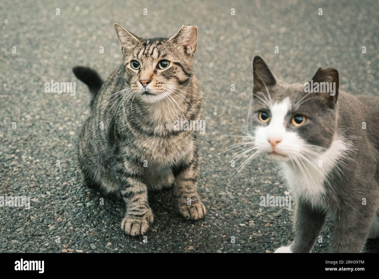 Chats à Crown Heights, Brooklyn, New York Banque D'Images