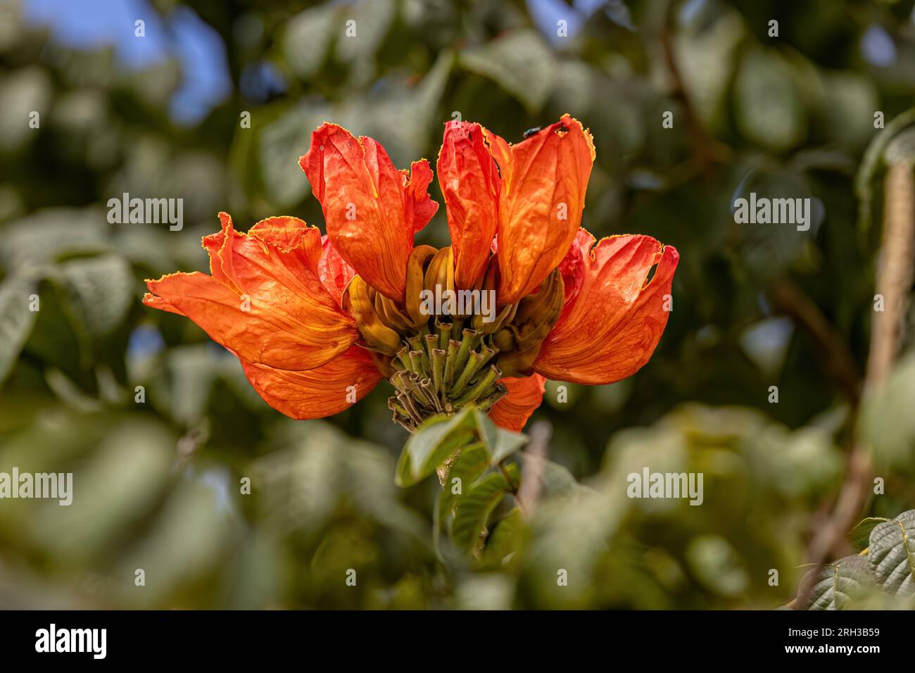 Arbre à tulipes africain Fleur de l'espèce Spathodea campanulata Banque D'Images