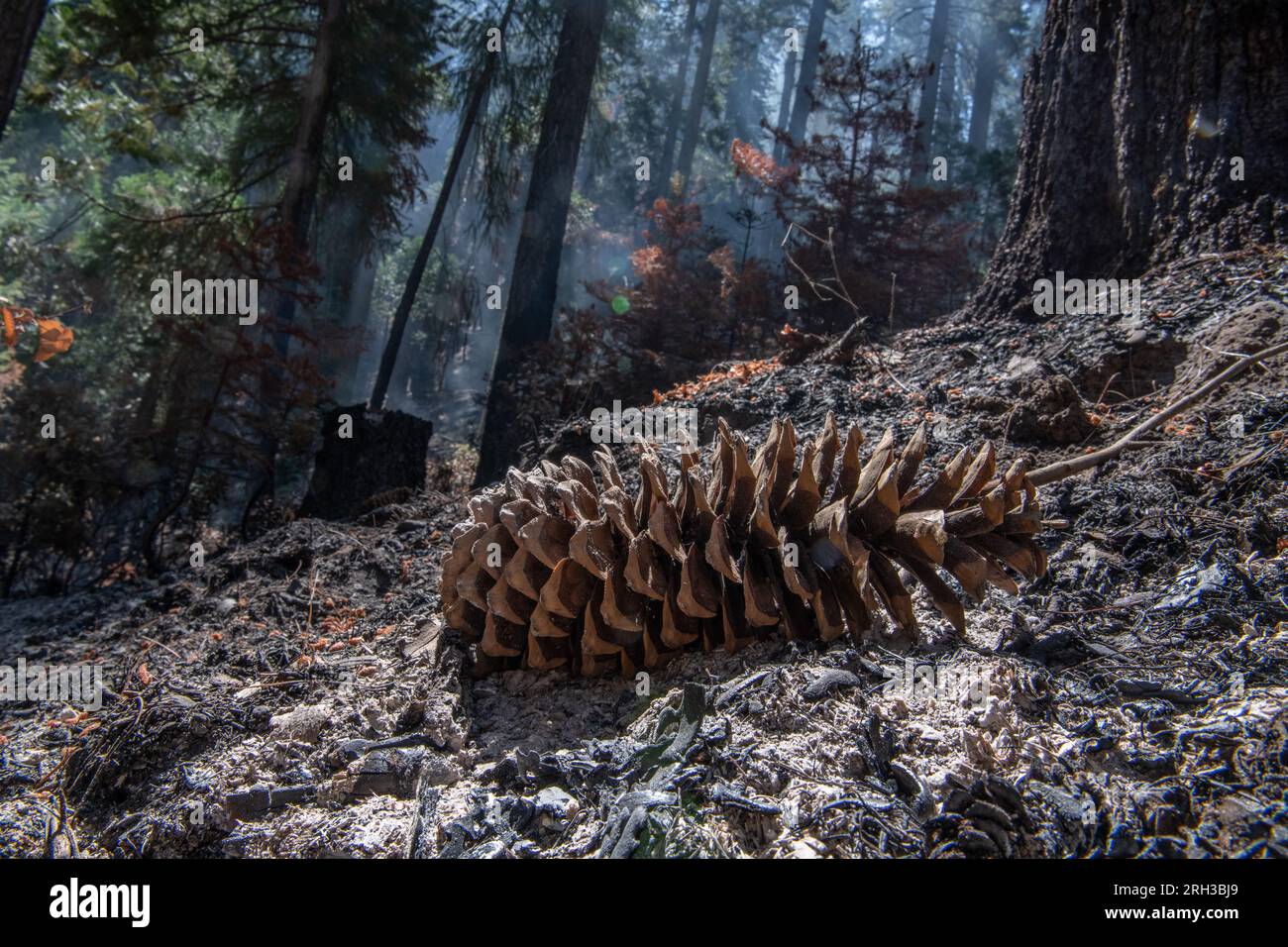 Une pomme de pin sur le sol de la forêt de cendres après un feu de forêt est passé au-dessus du paysage laissant une forêt brûlée. En Californie, États-Unis. Banque D'Images