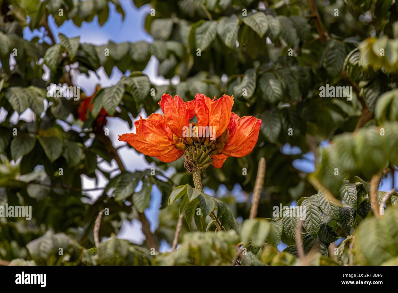 Arbre à tulipes africain Fleur de l'espèce Spathodea campanulata Banque D'Images