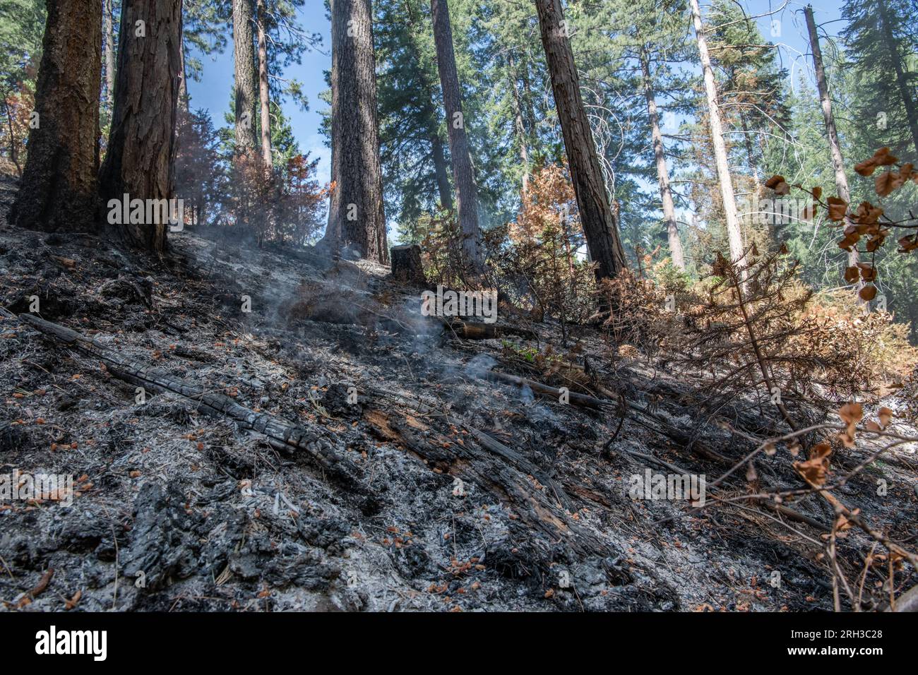 Forêt nationale Stanislaus dans la Sierra Nevada en Californie, un feu de forêt brûlant à travers le sol de la forêt. La brûlure laisse derrière elle des cendres carbonisées. Banque D'Images
