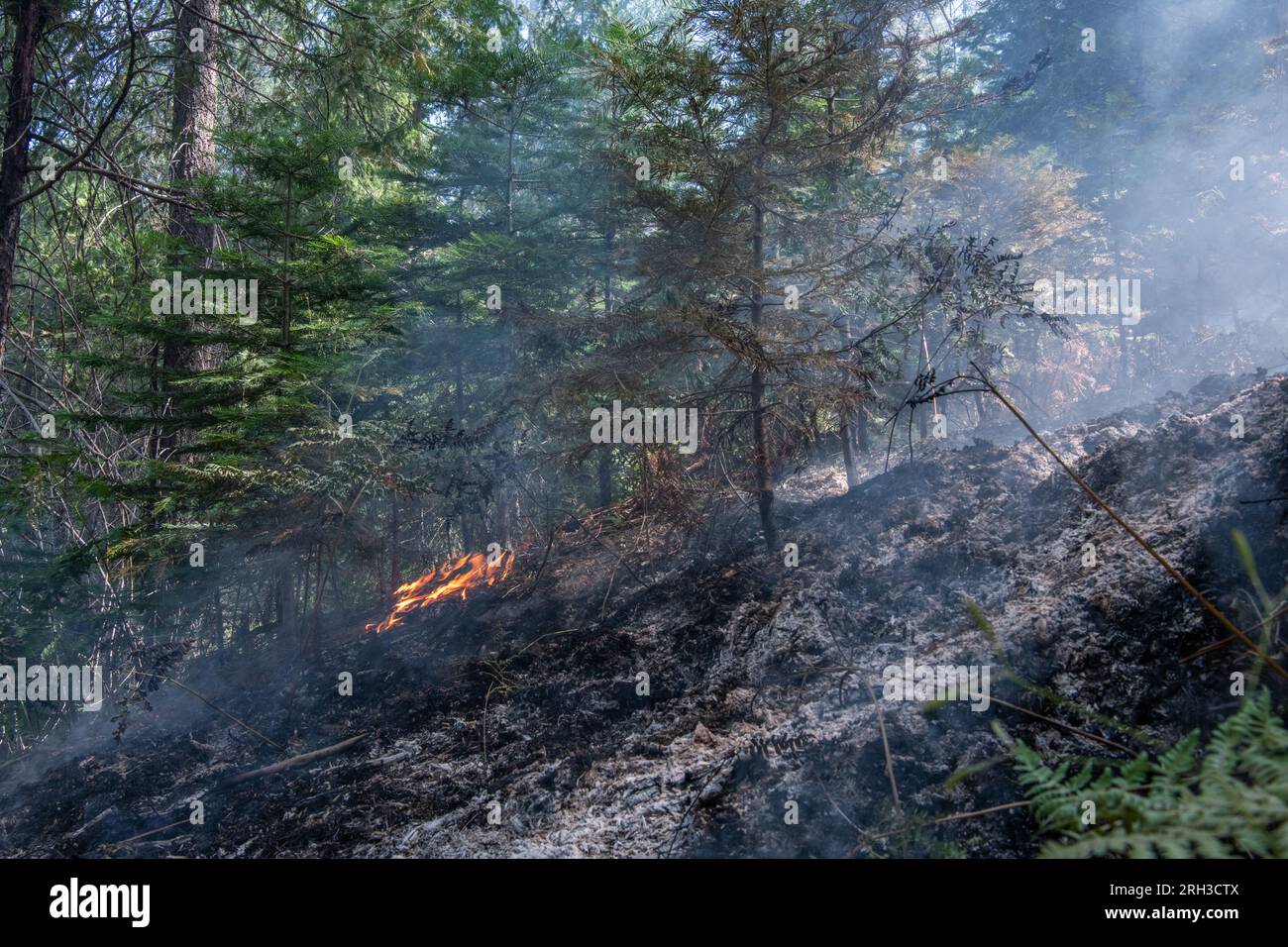 Forêt nationale Stanislaus dans la Sierra Nevada en Californie, un feu de forêt brûlant à travers le sol de la forêt. La brûlure laisse derrière elle des cendres carbonisées. Banque D'Images