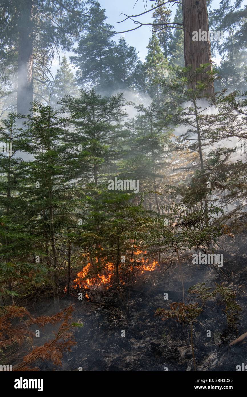 Un feu de forêt dans la forêt nationale Stanislaus - Un brûlage contrôlé qui tue de petits arbres dans le sous-étage et laisse derrière lui de grands arbres matures. Banque D'Images