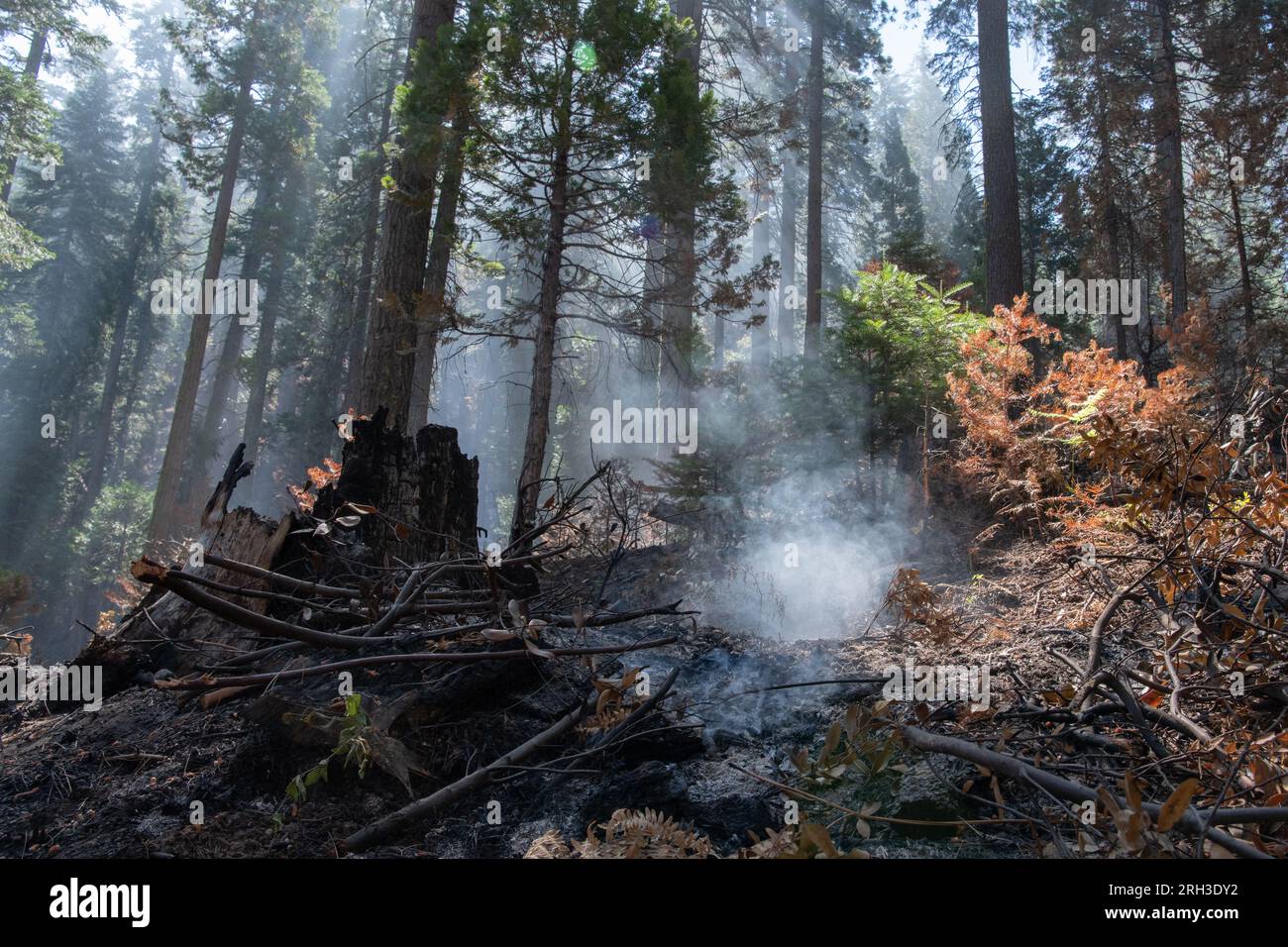 Stanislaus National Forest dans la Sierra Nevada de Californie juste après un incendie de forêt brûlé en laissant derrière lui de la fumée et des arbres carbonisés. Banque D'Images