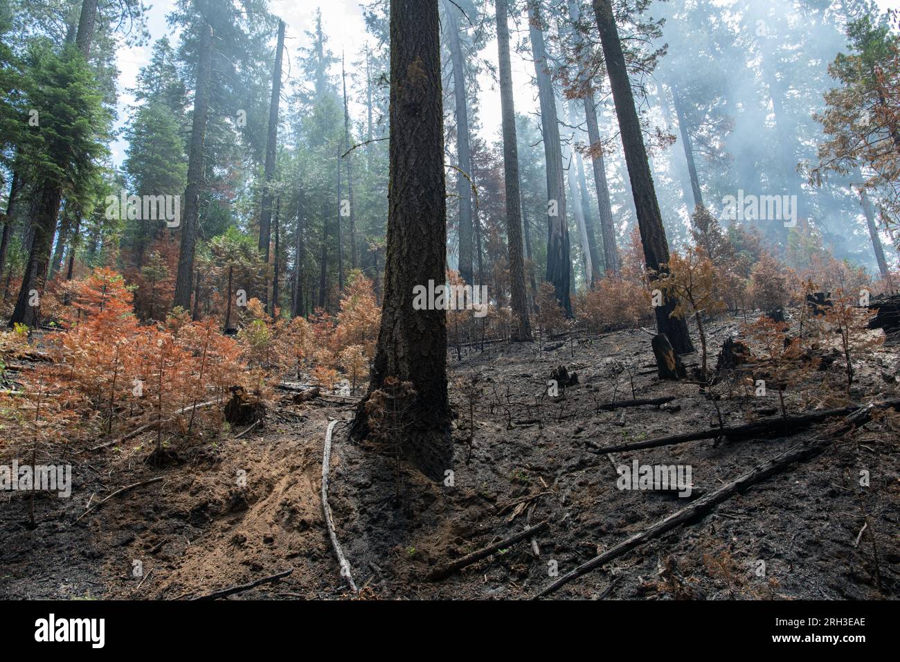 La nature sauvage californienne dans la Sierra Nevada après un feu de forêt de faible intensité est passée à travers brûlant la brousse loin. Banque D'Images