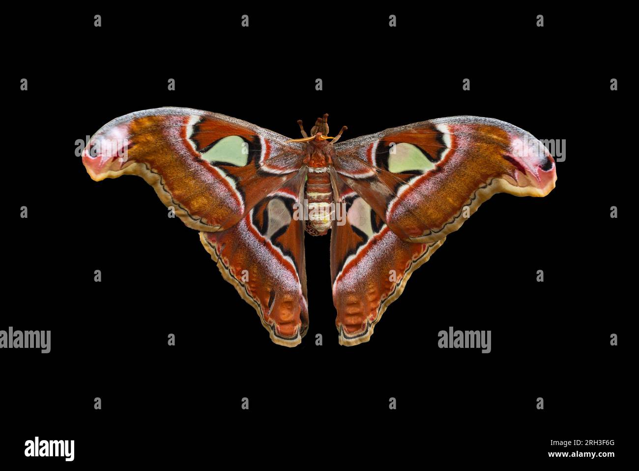 Attacus atlas, la teigne de l'Atlas, est une grande teigne saturniidaire endémique des forêts d'Asie. Banque D'Images