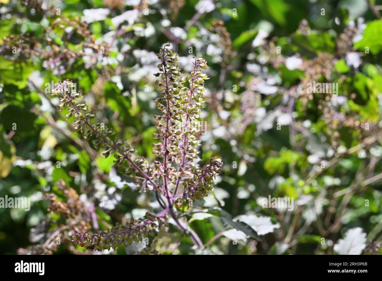 L'inflorescence du Saint basilic (Ocimum Tenuiflorum) était en fleur dans une plante à feuilles vert violacée dans le jardin de la maison Banque D'Images