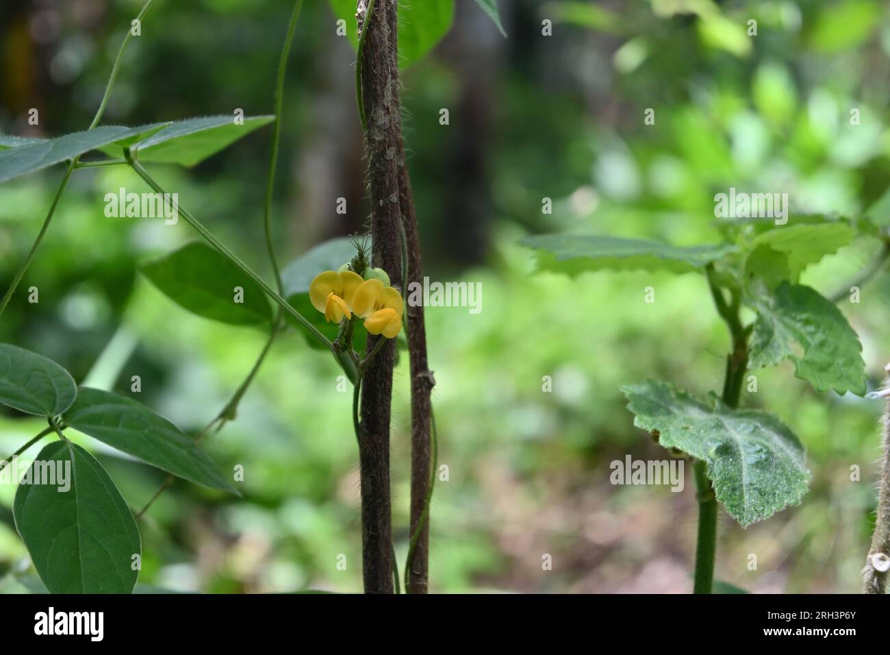 Belle vue sur les petites fleurs jaunes d'une variété sauvage d'une vigne de pois papillons (Centrosema) Banque D'Images