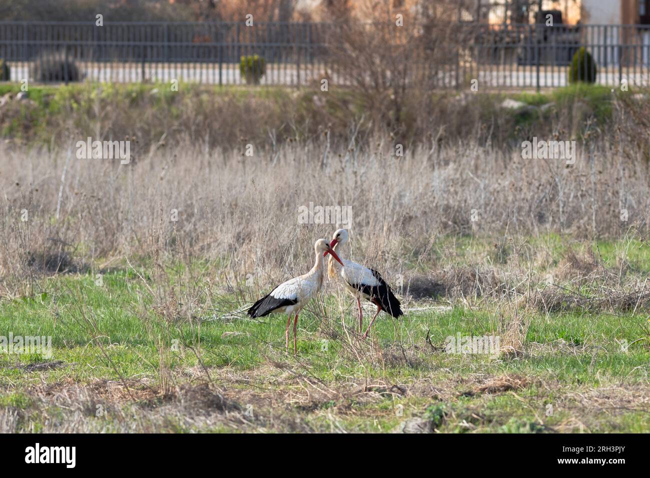 Europe, Espagne, Castille-et-Léon, Burgo de Osma, White Storks vivant sur le terrain près du centre-ville Banque D'Images