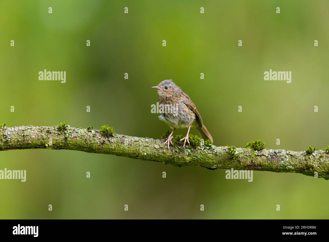Dunnock Prunella modularis, juvénile préché sur branche, Suffolk, Angleterre, août Banque D'Images