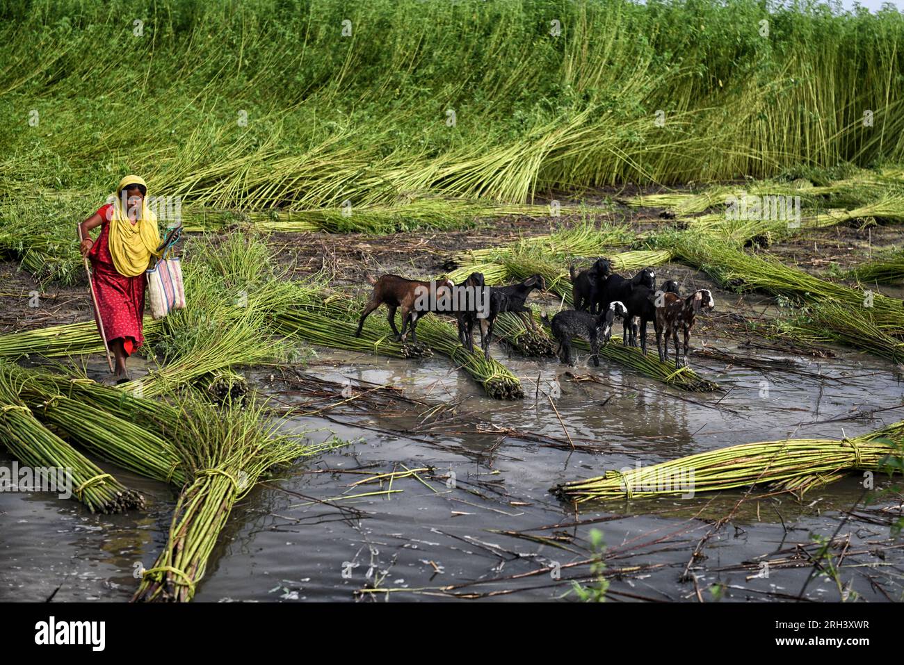 Kolkata, Inde. 12 août 2023. Une agricultrice et ses chèvres marchent vers le champ vert libre pour un pâturage d’une journée à Bortir Bill, une vaste zone humide entourée de terres agricoles, dans le district de 24 North Parganas au Bengale occidental, à environ 50 km de la ville principale de Kolkata. Le jute est l'une des cultures commerciales les plus importantes et des fibres naturelles importantes après le coton en termes de culture et d'utilisation. Environ 85% du jute mondial est produit dans le delta du Gange et principalement dans la partie orientale et nord-est de l'Inde. (Photo Avishek Das/SOPA Images/Sipa USA) crédit : SIPA USA/Alamy Live News Banque D'Images