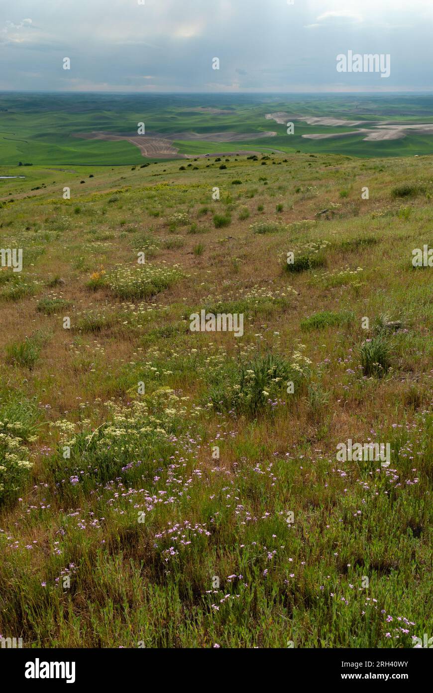 Herbe des prairies et collines ondulantes. Steptoe Butte State Park, Washington, États-Unis Banque D'Images