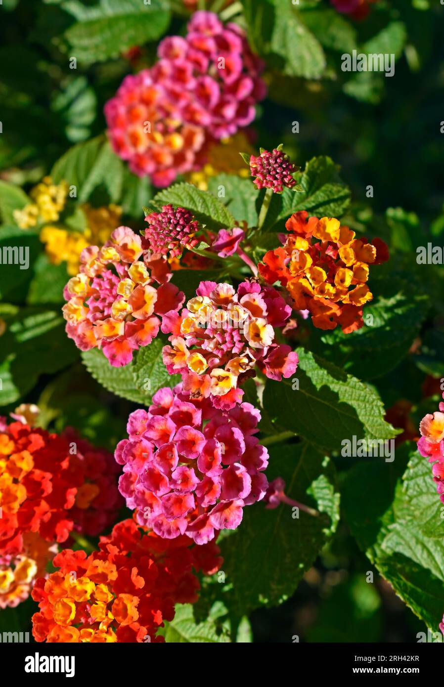 Fleurs de sauge sauvage (Lantana camara) sur le jardin tropical à Teresopolis, Rio de Janeiro, Brésil Banque D'Images