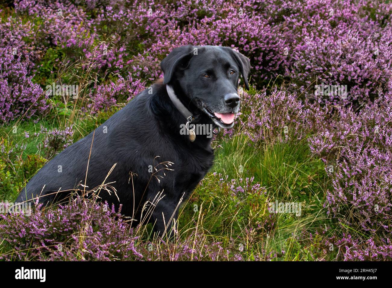 Un labrador retriever noir assis dans la bruyère de la lande (Ling). Banque D'Images