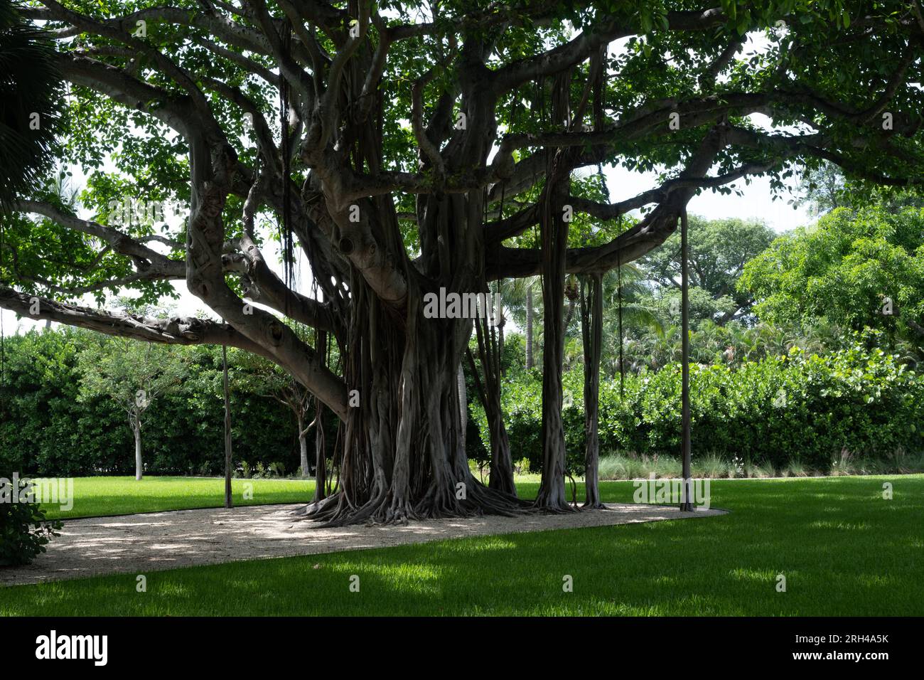 Un arbre banyan montrant la structure racinaire surélevée. Banque D'Images