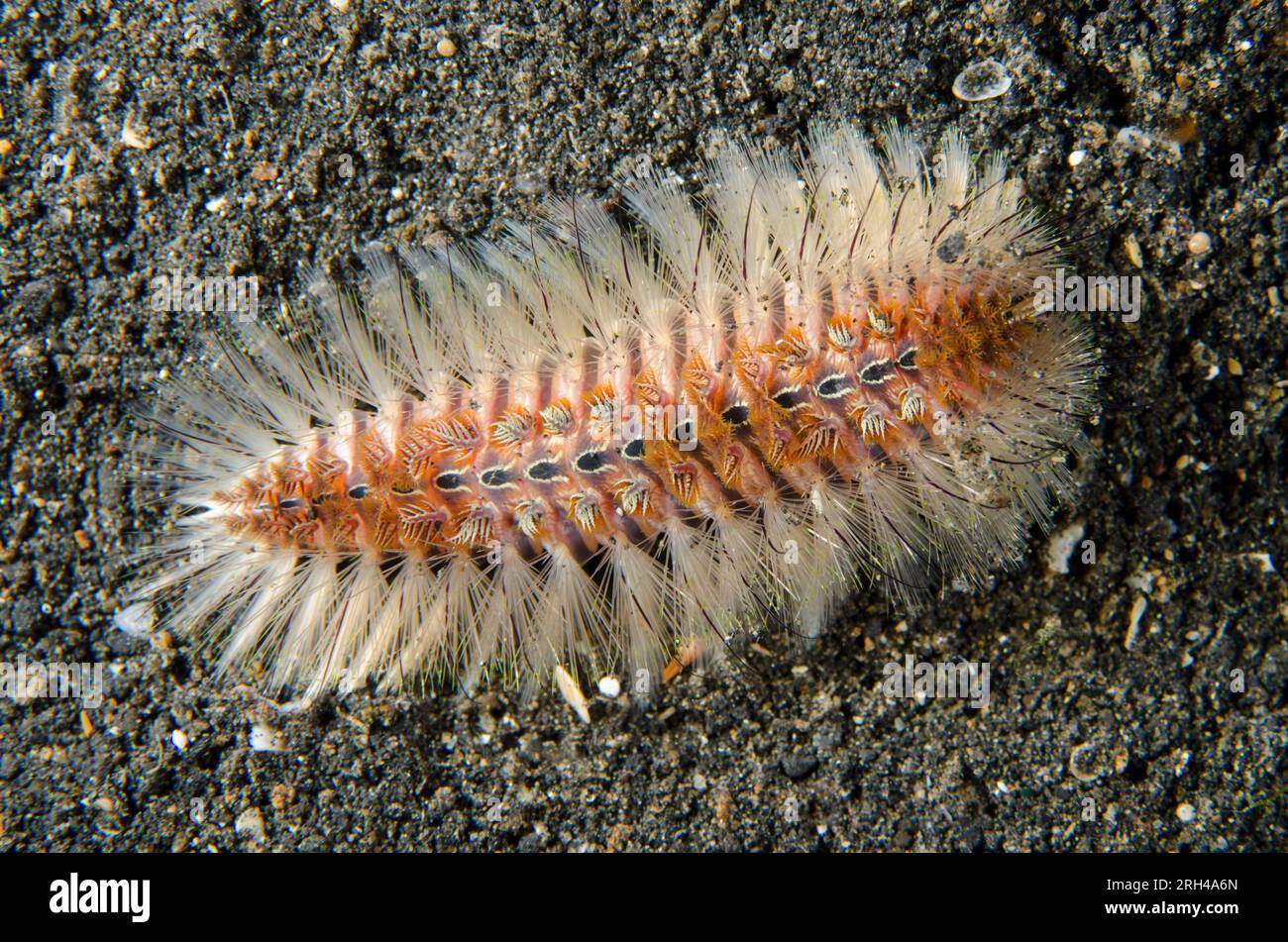 Golden Fireworm, Chloeia flava, site de plongée TK3, détroit de Lembeh, Sulawesi, Indonésie Banque D'Images