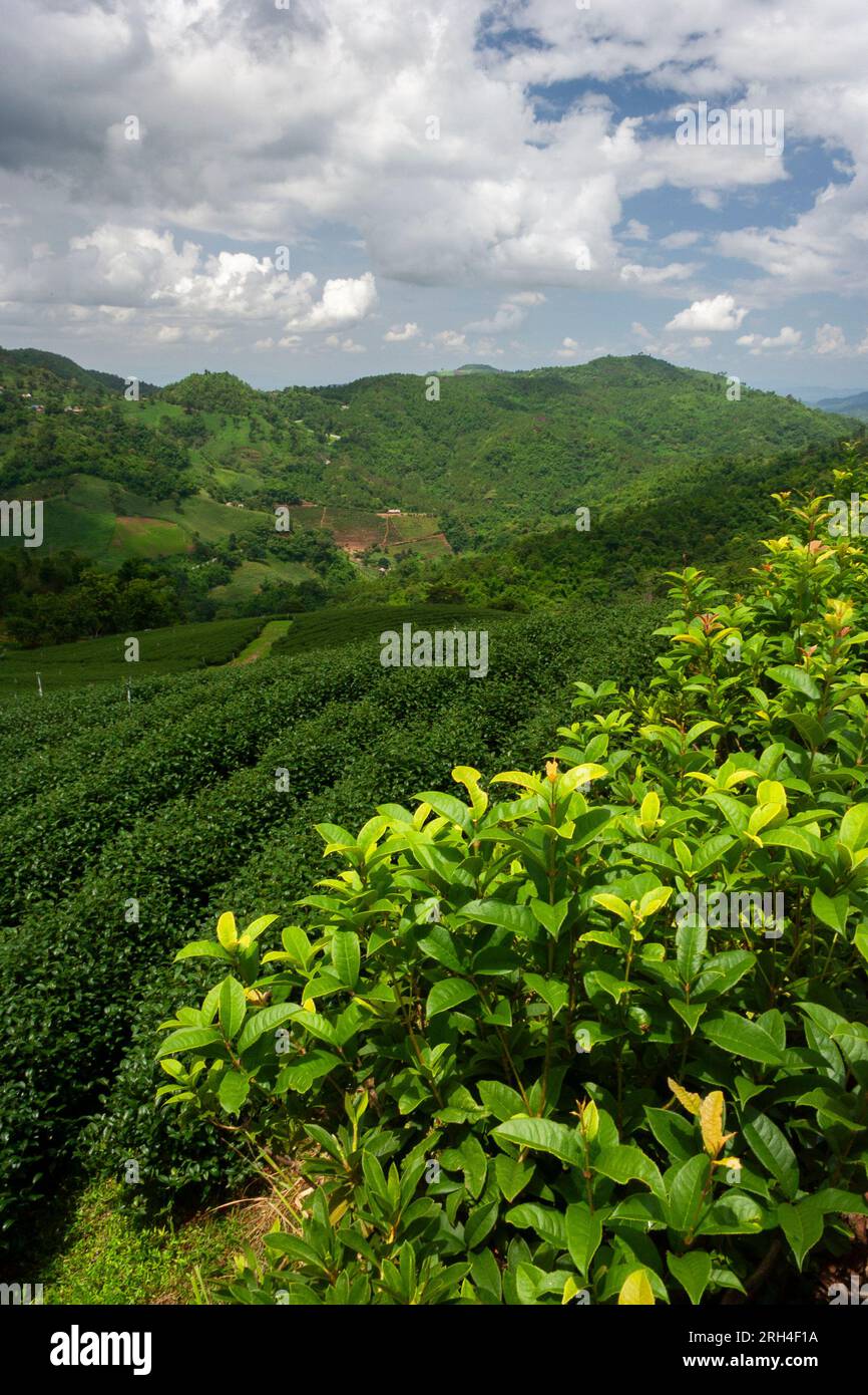 Plantation de thé au-dessus du village de Mae Salong dans le nord de la Thaïlande en Asie du Sud-est Banque D'Images Plantation de thé au-dessus du village de Mae Salong dans le nord de la Thaïlande en Asie du Sud-est Banque D'Images