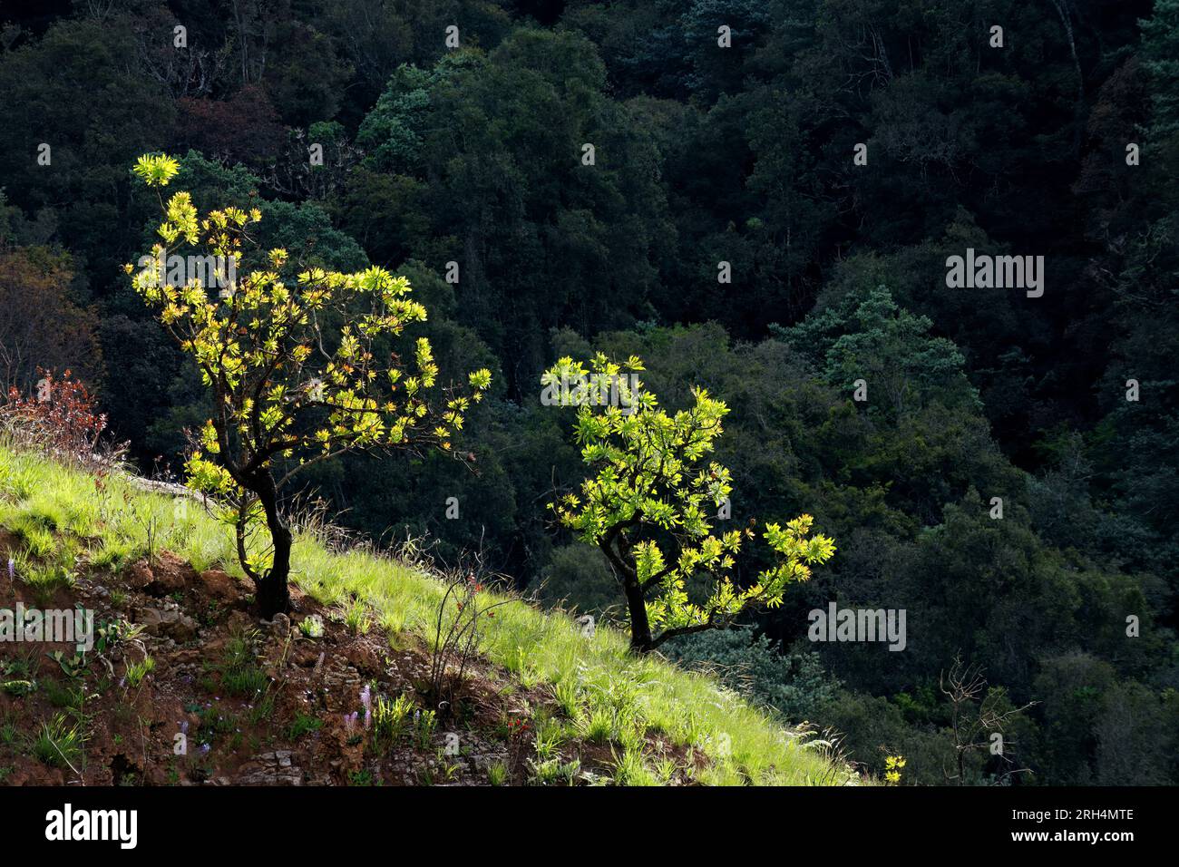 Paysage pittoresque avec des arbres sur un fond ombragé dans la lumière de fin d'après-midi, Afrique du Sud Banque D'Images