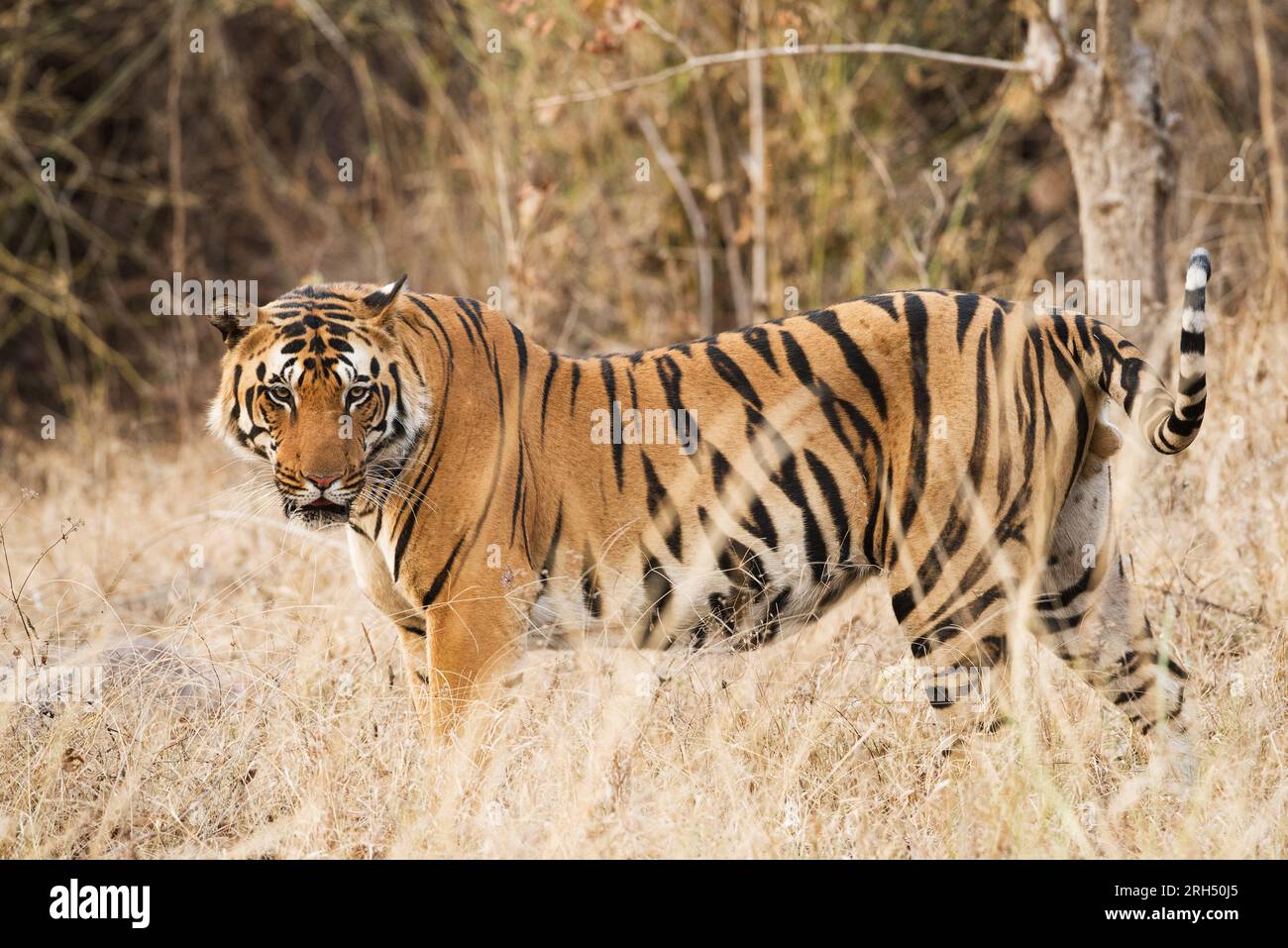 Royal Bengal Tiger sur Grass Field pendant la journée. National Animal du Bangladesh. Sundarban, Bangladesh, 1 mars 2020. Banque D'Images