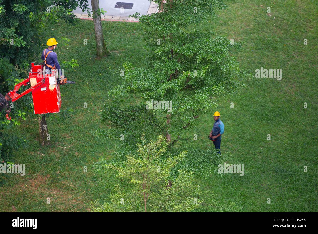 Un jardinier qualifié est soulevé sur la grue pour couper les branches des arbres, un opérateur sur le sol utilisant un contrôleur sans fil pour déplacer la grue. Banque D'Images