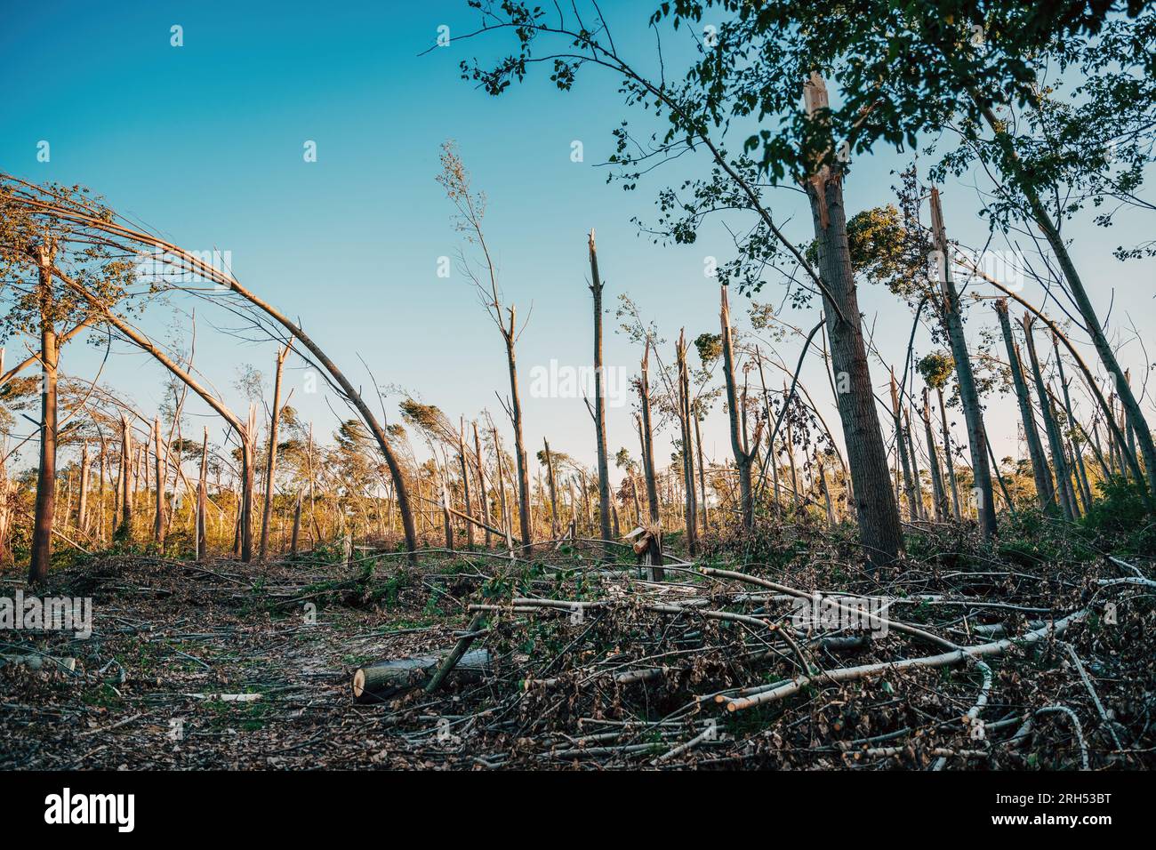 Dommages environnementaux, paysage forestier caduque dévasté après une violente tempête supercellulaire estivale avec vent fort, focalisation sélective Banque D'Images